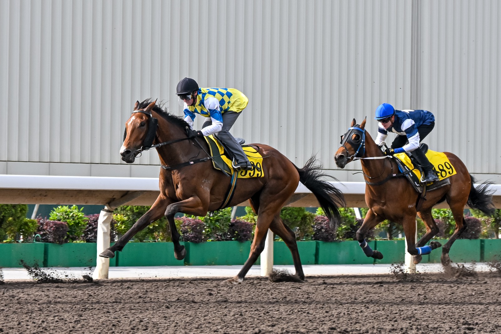 Pierre Ng with Galaxy Patch during a morning workout at Sha Tin Racecourse ahead of the 2025 FWD Champions Mile, preparing for a Group 1 challenge with jockey Zac Purton.
