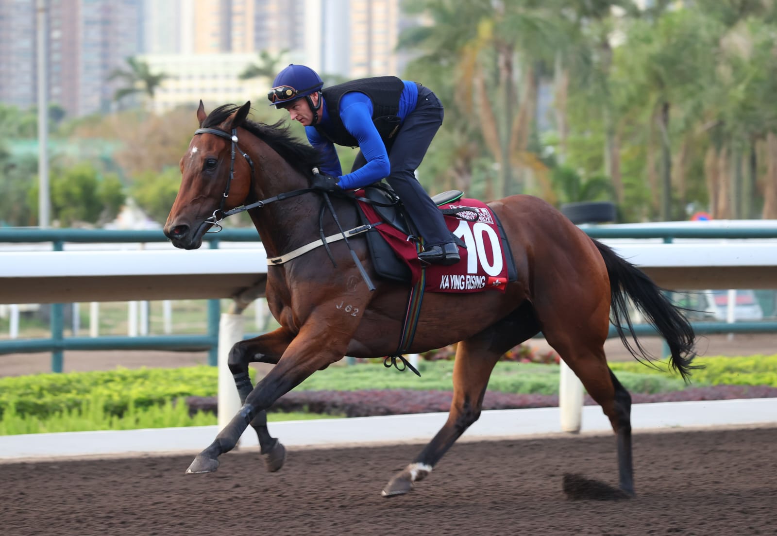 Ka Ying Rising and Mr Brightside in action during training ahead of FWD Champions Day 2025 at Sha Tin, symbolizing New Zealand’s elite breeding heritage.