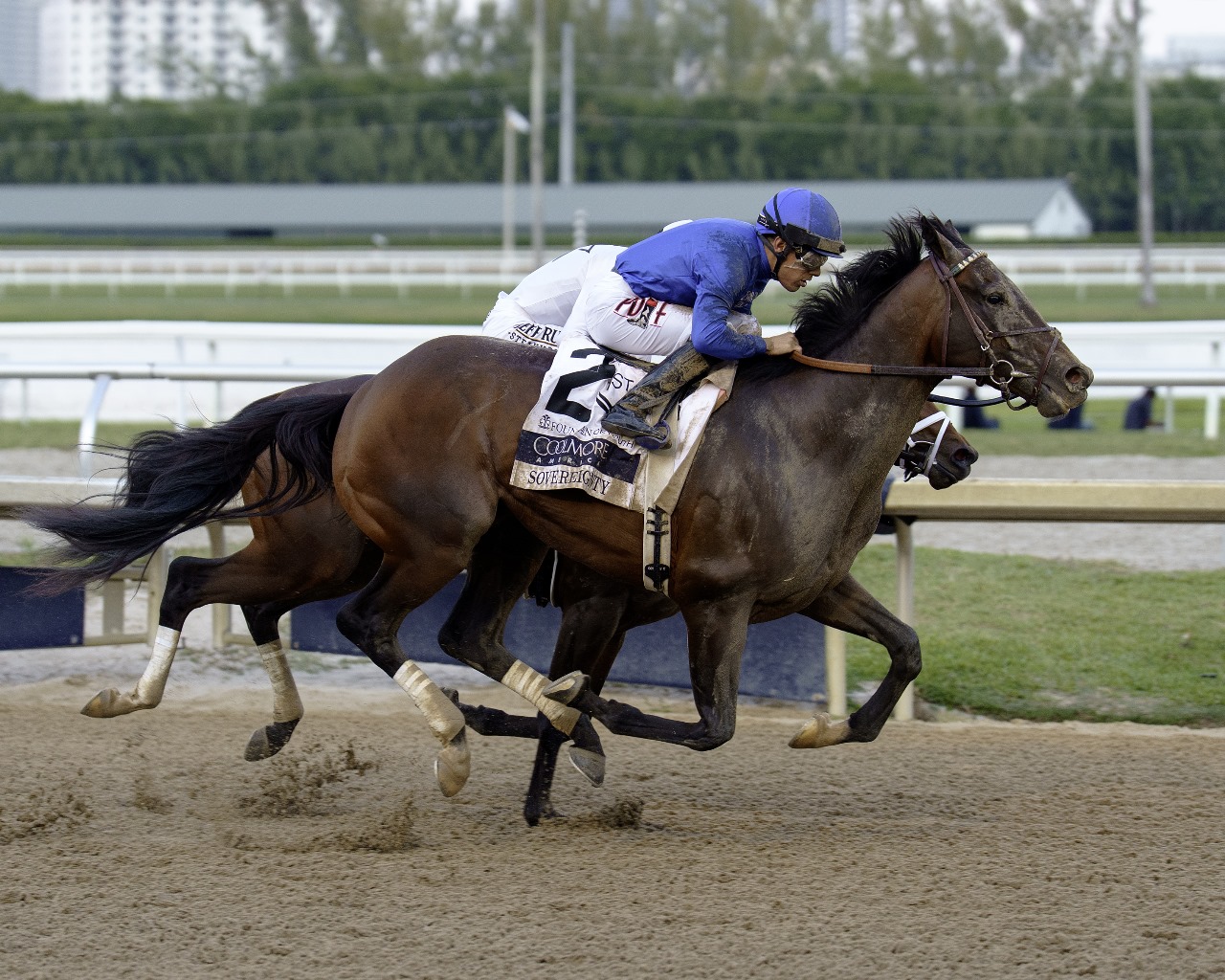 Horses charging down the firm turf track at Gulfstream Park during the Royal Palm Meet 2025, under clear skies.