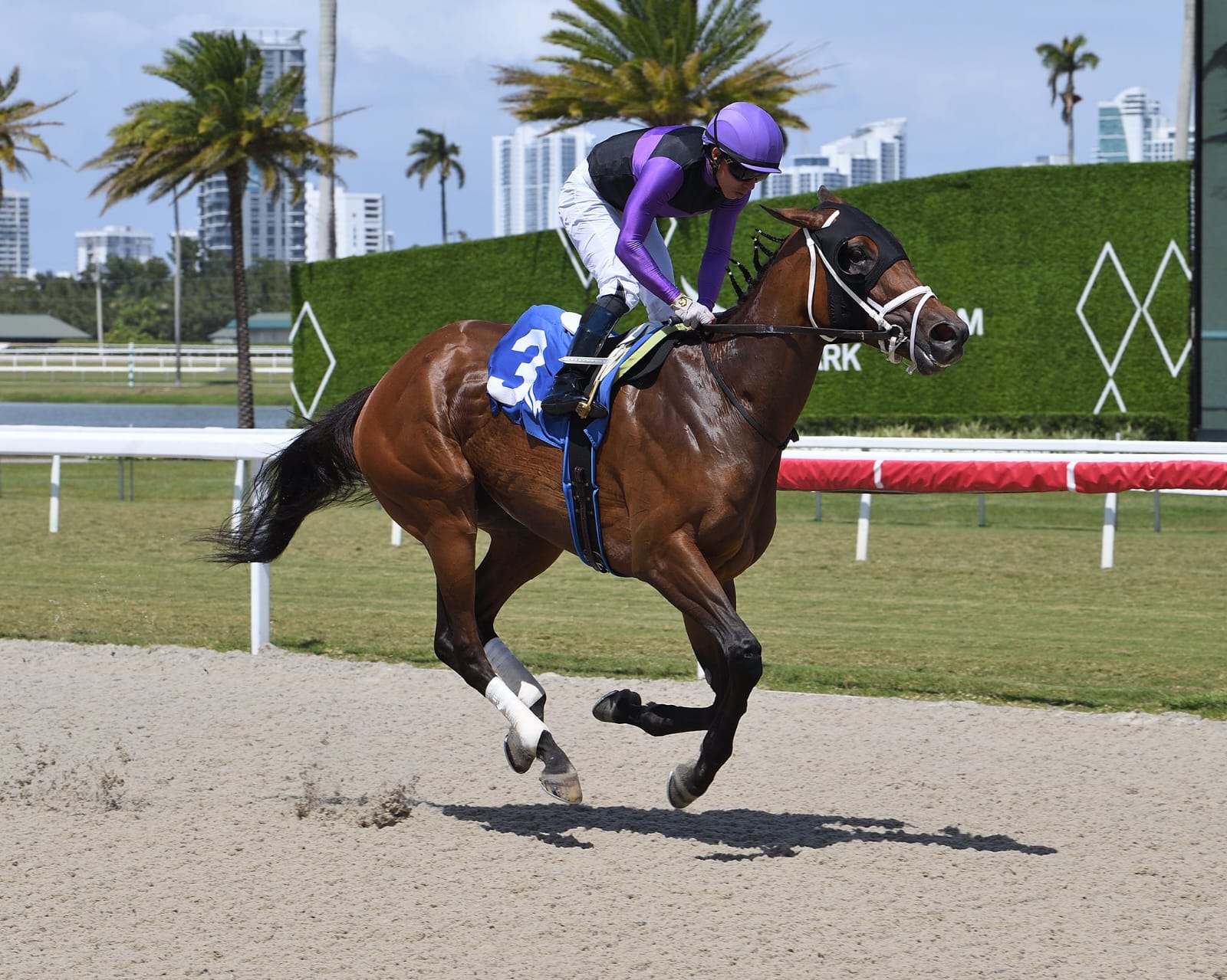 A scenic view of Gulfstream Park racetrack during a spring race day with horses in full stride and fans watching from the grandstand