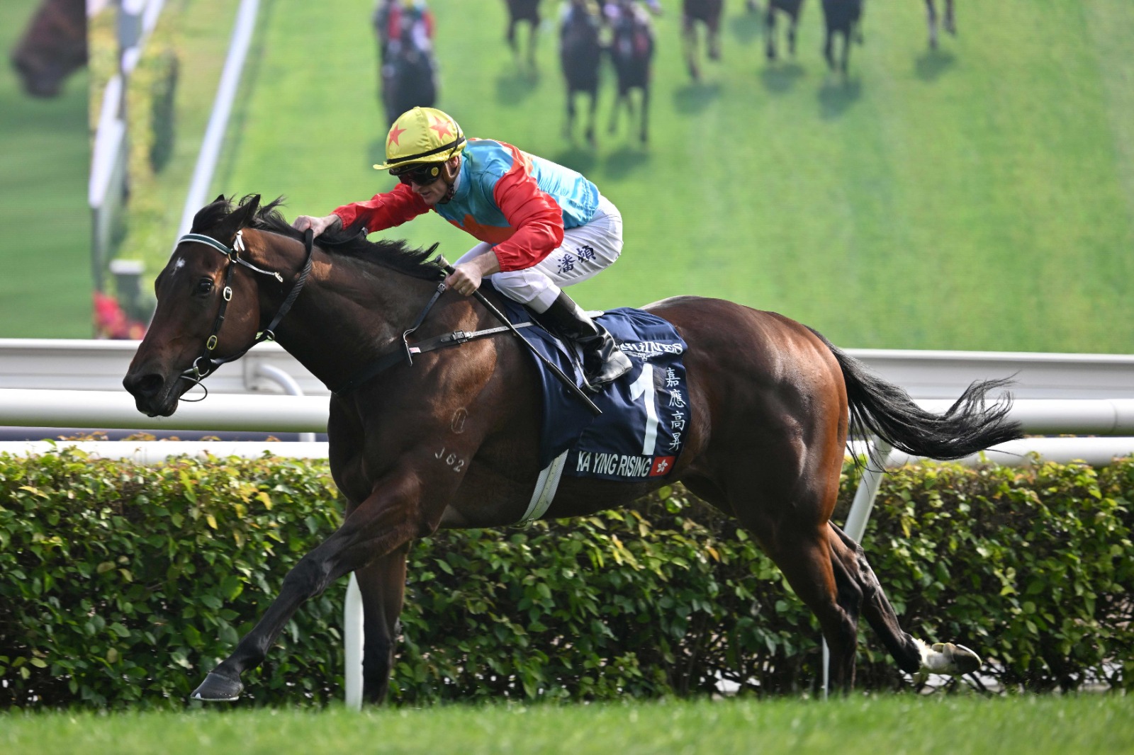 Ka Ying Rising prepares for the G1 Chairman’s Sprint Prize at Sha Tin, aiming for a 12th consecutive victory in the world’s top sprinting race.