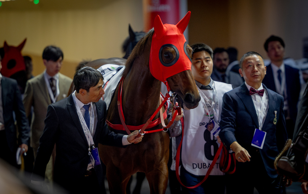 Romantic Warrior, wearing a red hood, being led by trainer Danny Shum and team members in the parade ring before a race at Meydan during the Dubai Turf.