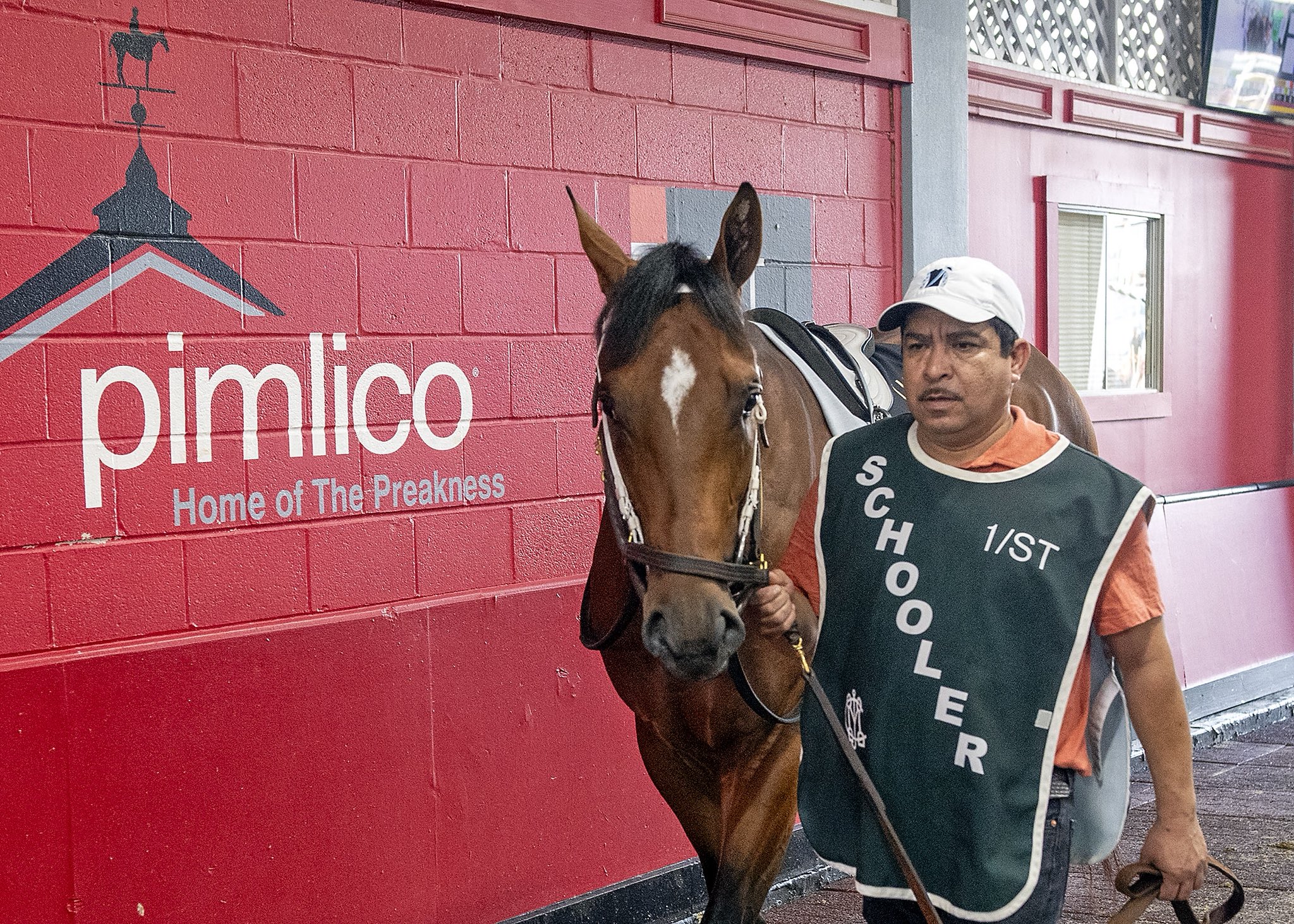 Preakness Stakes contender being led out at Pimlico: Kentucky Derby runner-up steps out for morning exercise ahead of the 150th running
