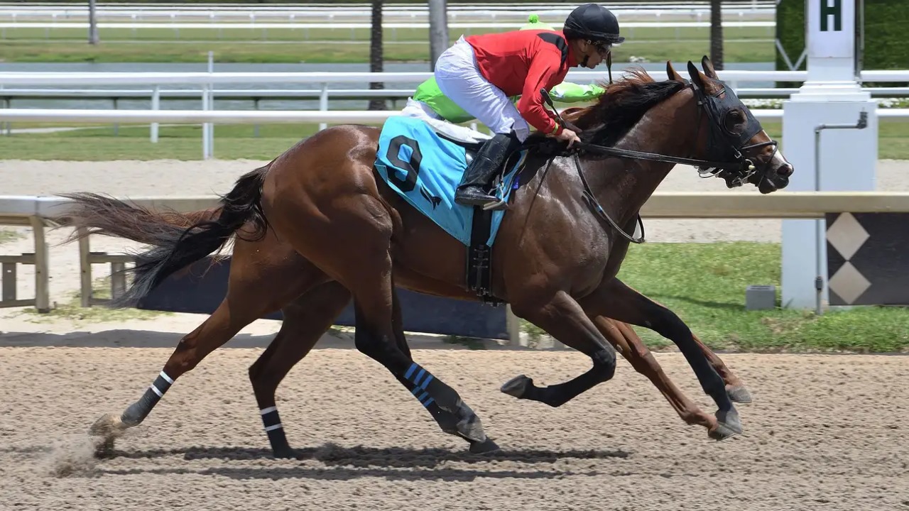 Squire, the 2-year-old colt by Leinster, pictured during a workout ahead of the 2025 Royal Palm Juvenile at Gulfstream Park.