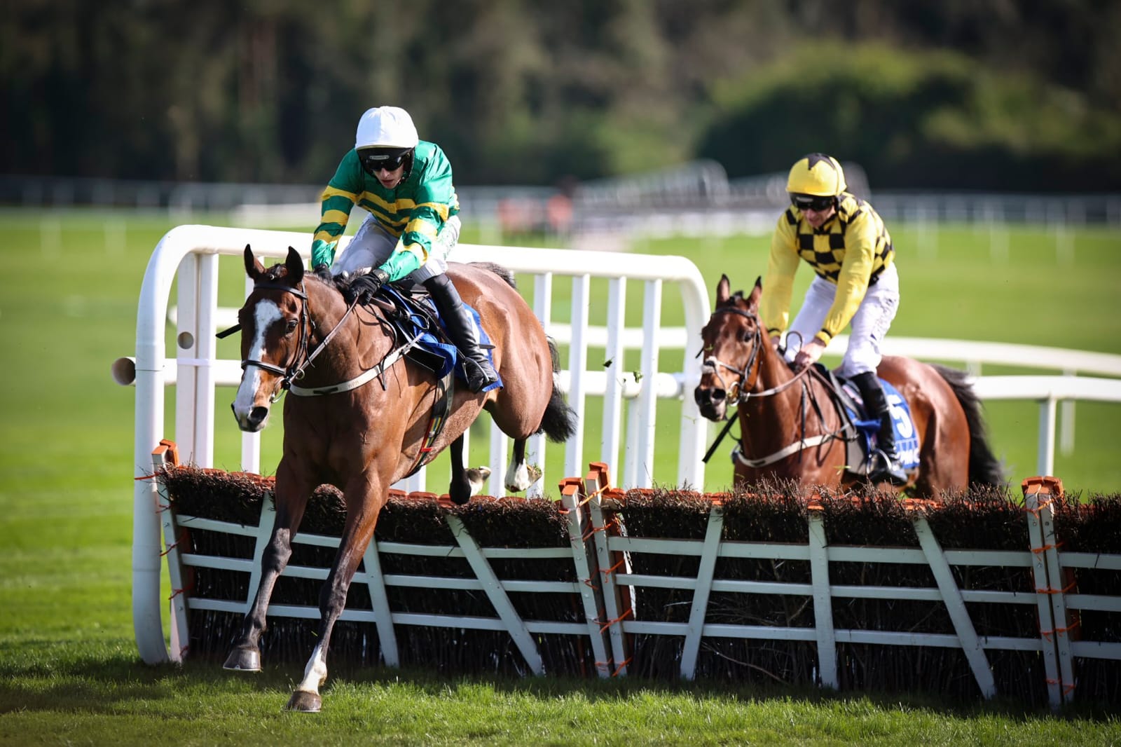 A vibrant crowd at Punchestown Racecourse watches a group of racehorses gallop towards the finish line under a clear spring sky.