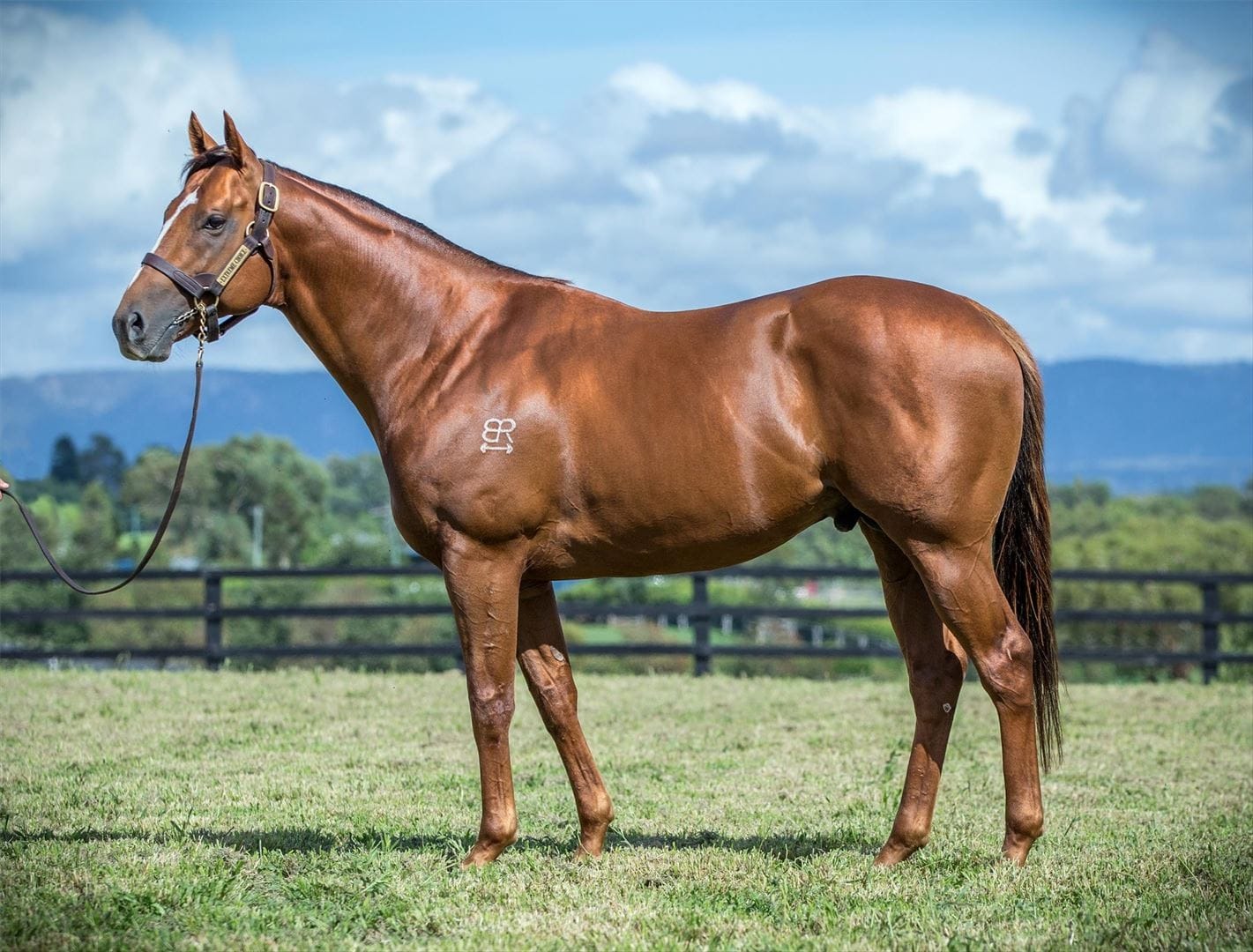 Catalogue highlight stallion Extreme Choice, a leading sire in Australia, standing at Newgate Farm
