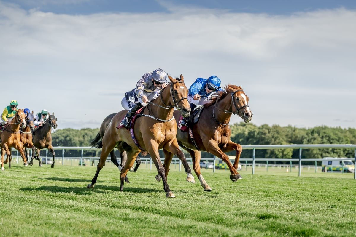 Racehorses sprinting at Haydock Park during the dual-code Pertemps Swinton Hurdle Day, featuring both flat and jump racing.