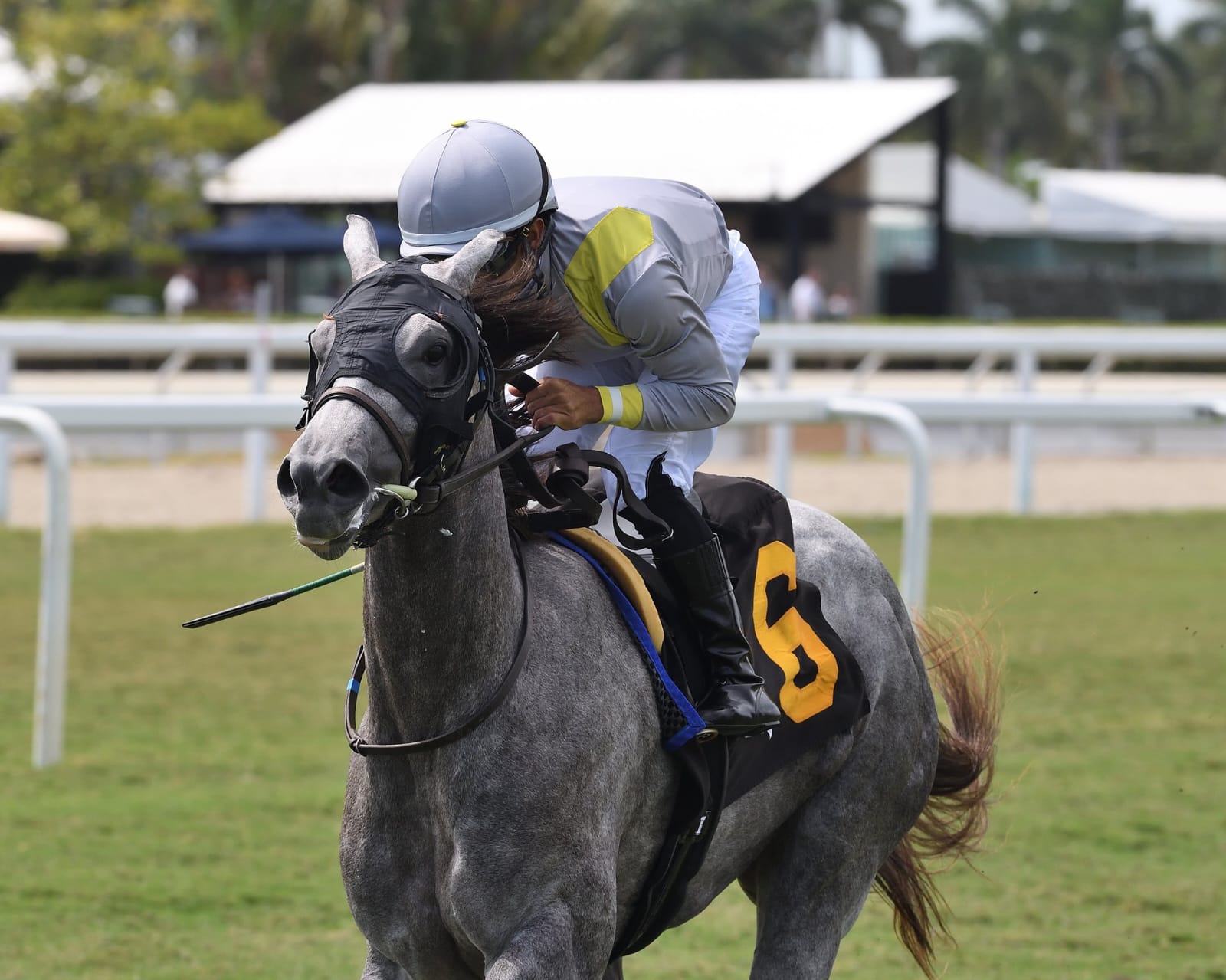 Lennilu powering to victory in the $100,000 Royal Palm Juvenile Fillies at Gulfstream Park with jockey Luis Saez aboard.