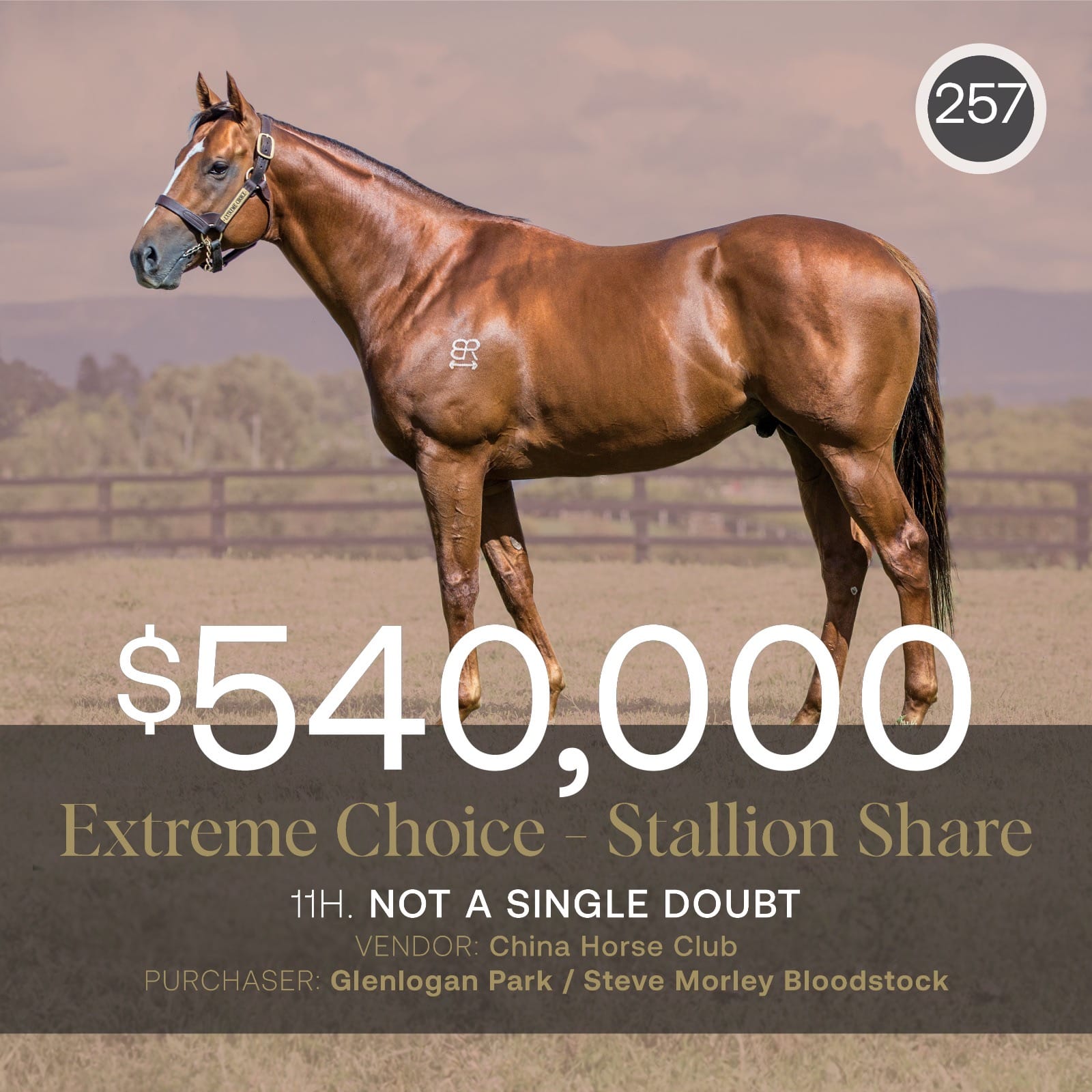 Glenlogan Park’s Steve Morley secures a $540,000 share in stallion Extreme Choice at the Inglis Digital May (Early) Sale 2025.