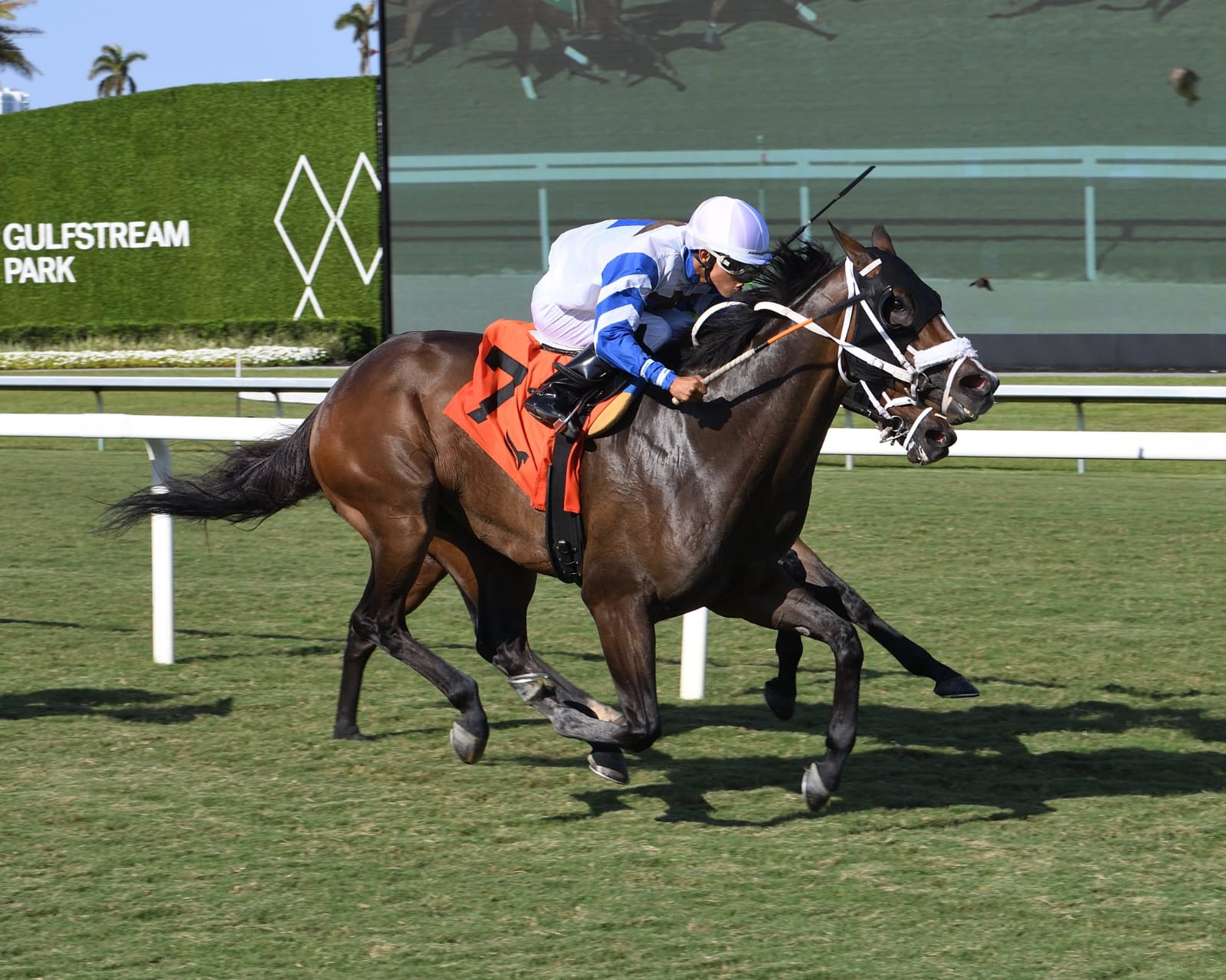 Horses breaking from the gate at Gulfstream Park on a sunny race day, May 17, 2025.