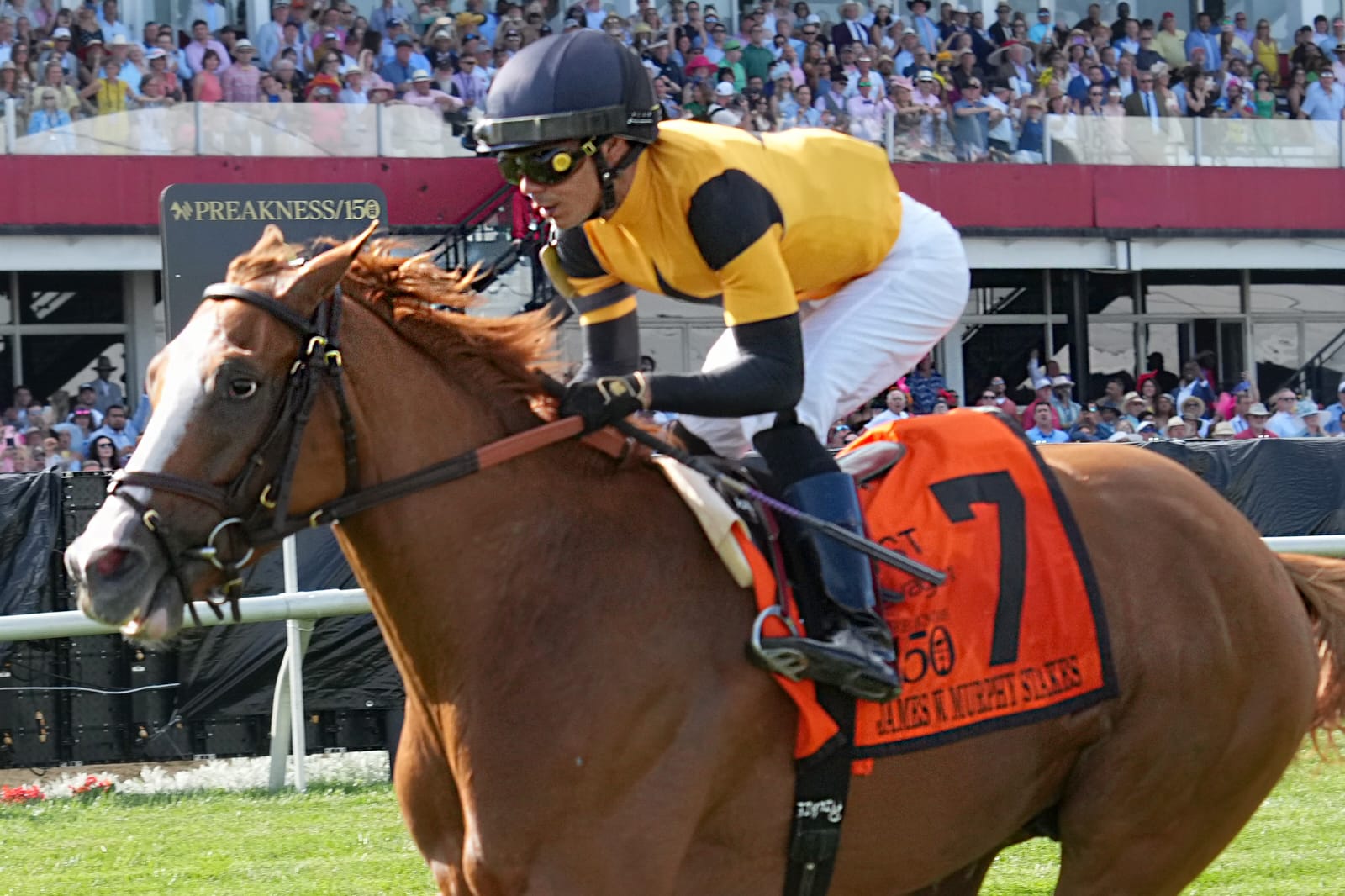 Reagan’s Wit surges to victory under jockey Jose Ortiz in the James W. Murphy Stakes on Preakness Day at Pimlico Race Course.