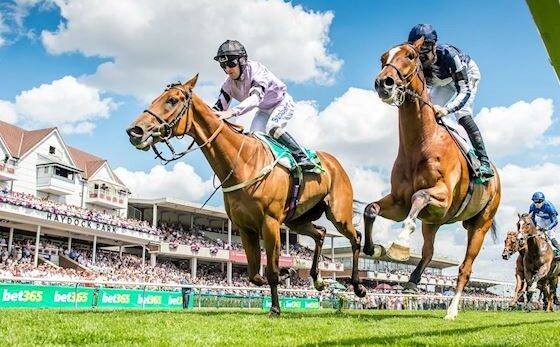 Racehorses sprinting at Haydock Park with cheering crowds and banners for the Temple Stakes and Macmillan Cancer Support.