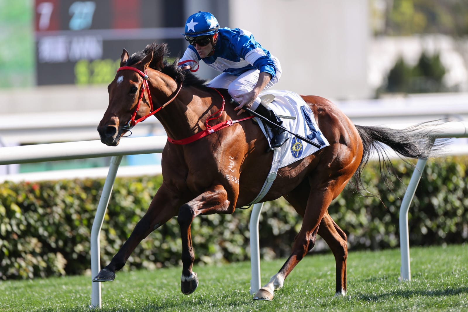 Luke Ferraris guides Lucky With You to a confident post-race celebration after a recent win at Sha Tin.