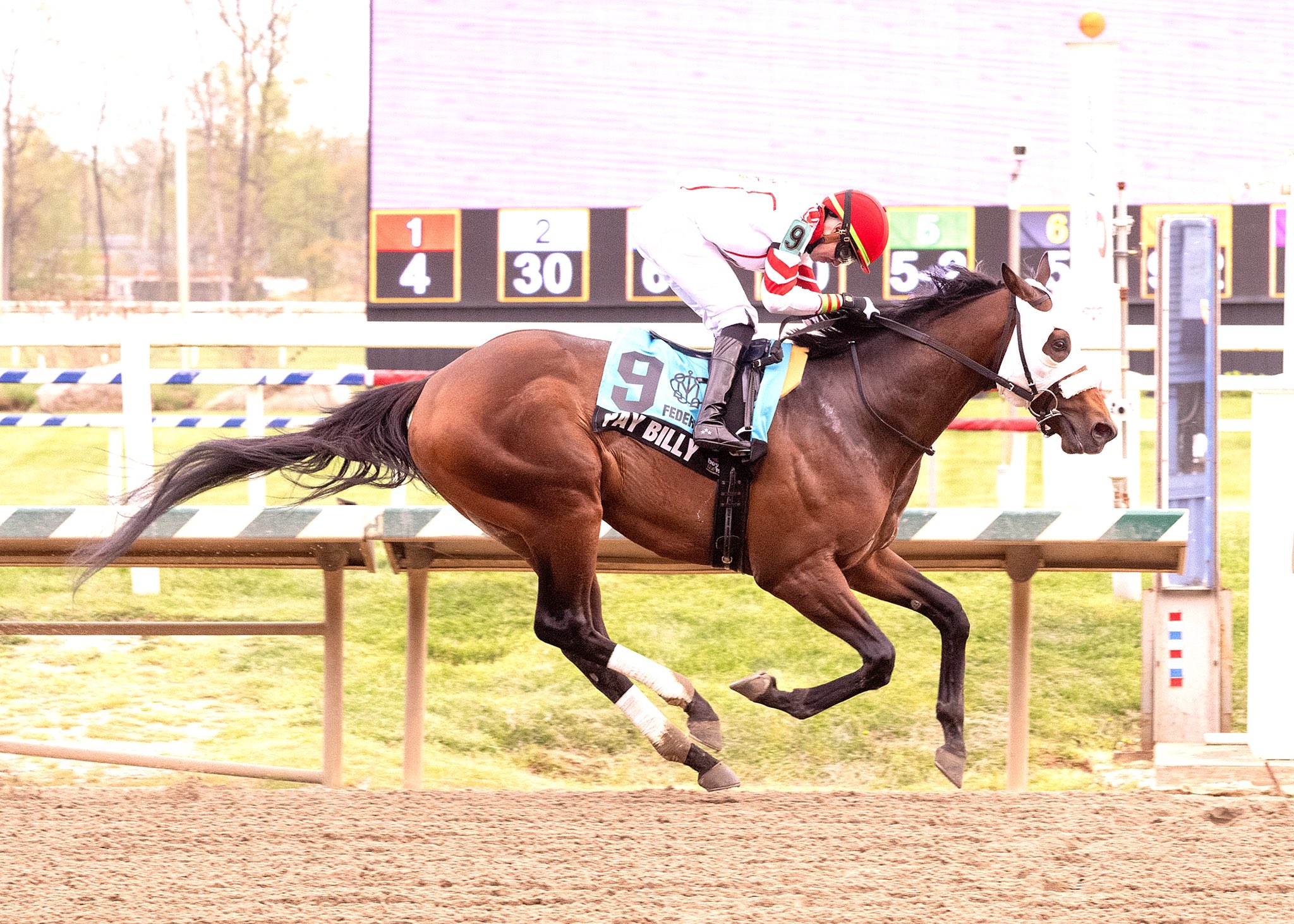 A 3-year-old bay colt PAY BILLY galloping with focus and strength under a jockey’s guidance, following his Federico Tesio Stakes victory at Laurel Park, securing his place in the 2025 Preakness Stakes at Pimlico.