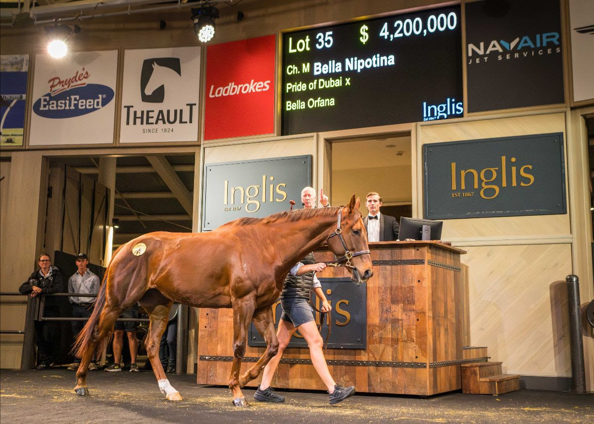 Bella Nipotina walks out of the Inglis Chairman’s Sale ring after being sold for a record $4.2 million, marking her as one of the highest-priced mares in Southern Hemisphere history.