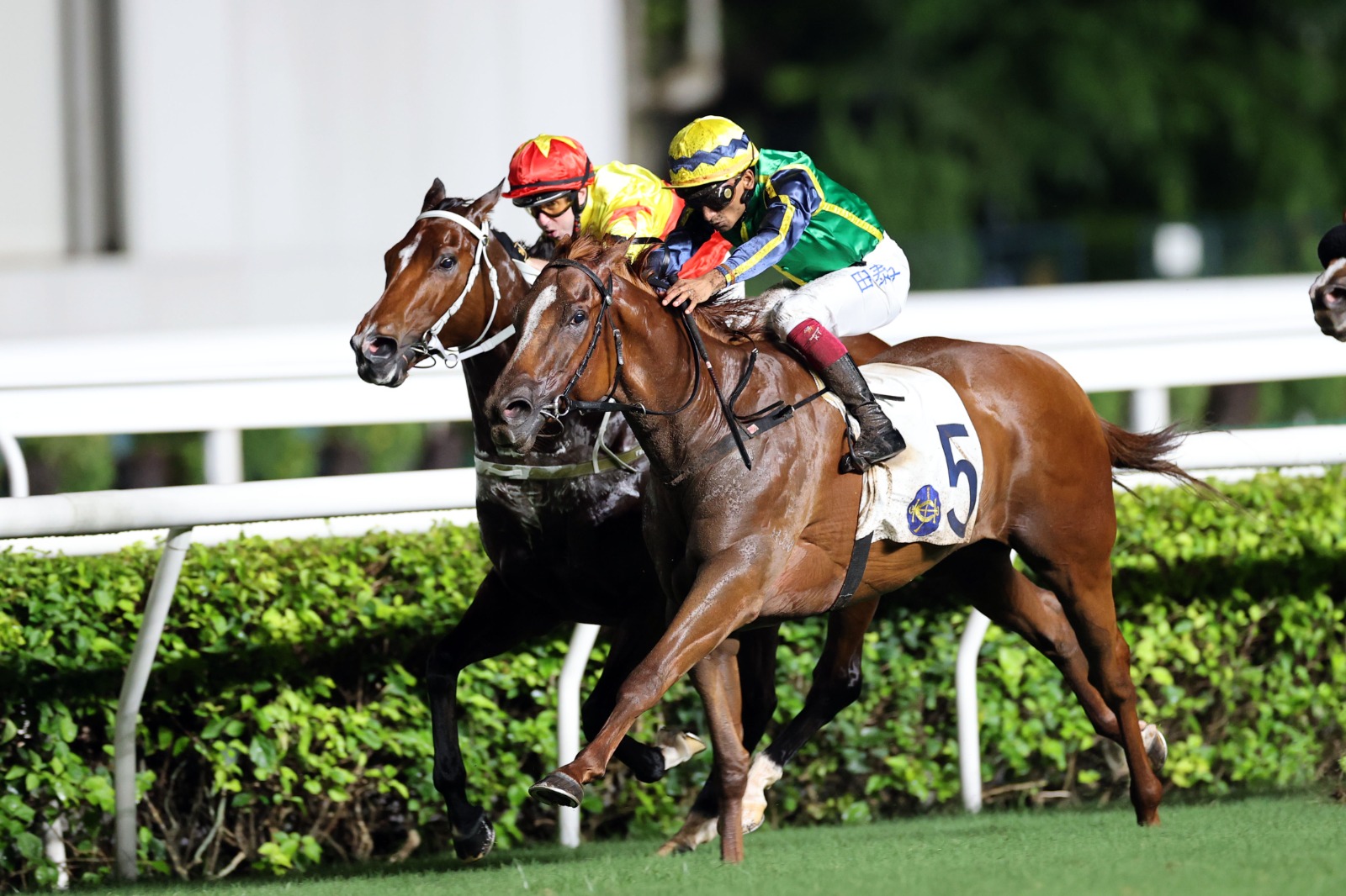 Mugen powering through a barrier trial ahead of his Group 3 return under trainer Pierre Ng.