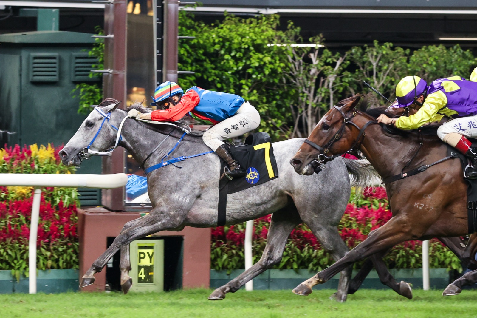 Ellis Wong celebrates after winning on Kaholo Angel at Happy Valley, marking a milestone in his young racing career.