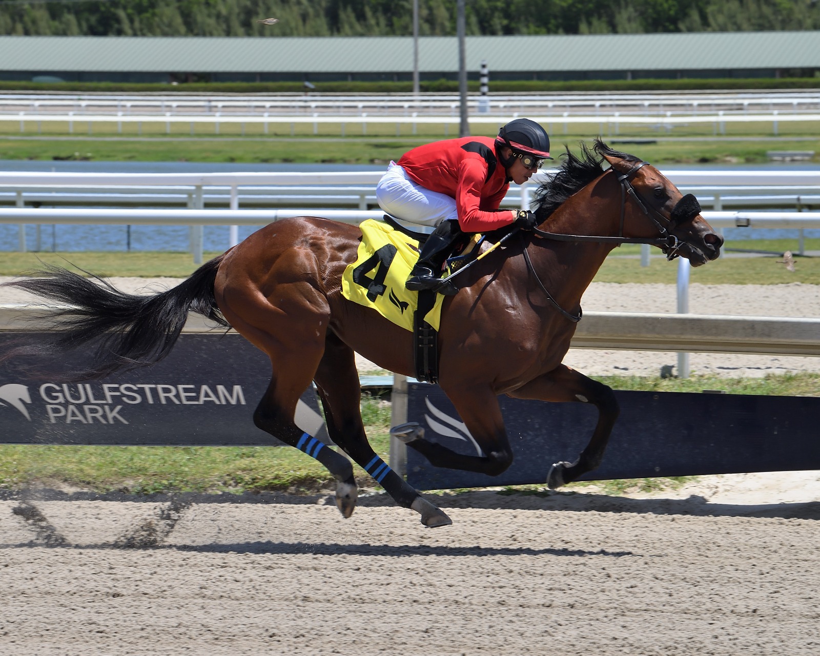 Classic of Course galloping on turf at Gulfstream Park with jockey in silks preparing for the Not Surprising Stakes.