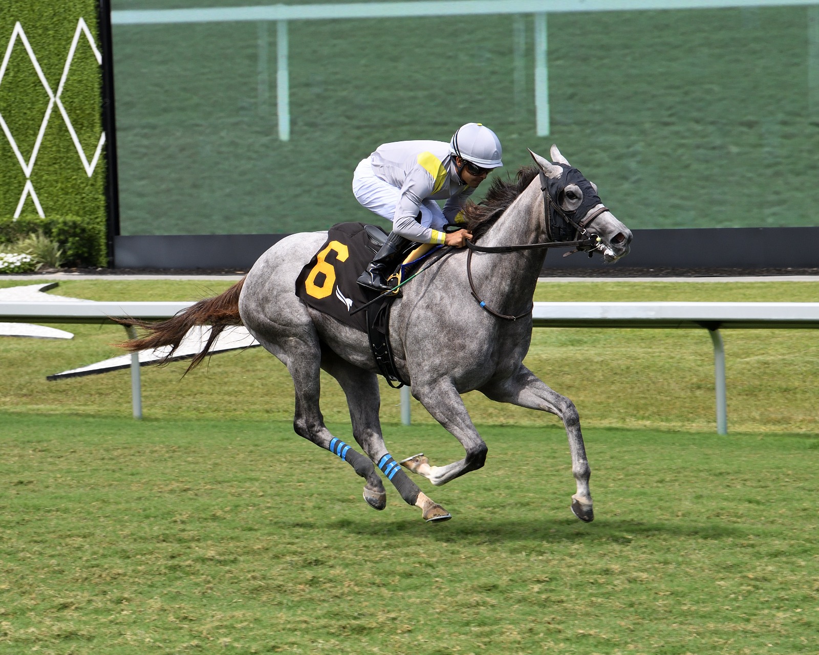 Lennilu breezing at Palm Meadows ahead of her Royal Ascot Queen Mary Stakes appearance