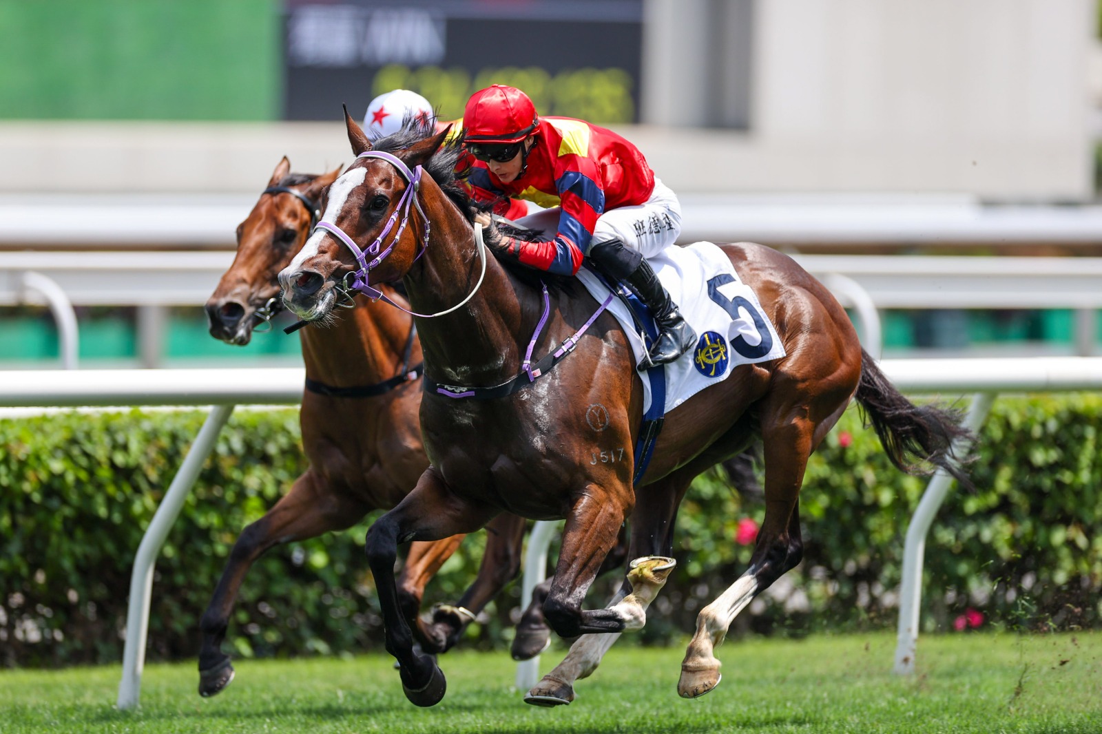 Hong Lok Golf galloping during morning trackwork ahead of his debut at Happy Valley Racecourse