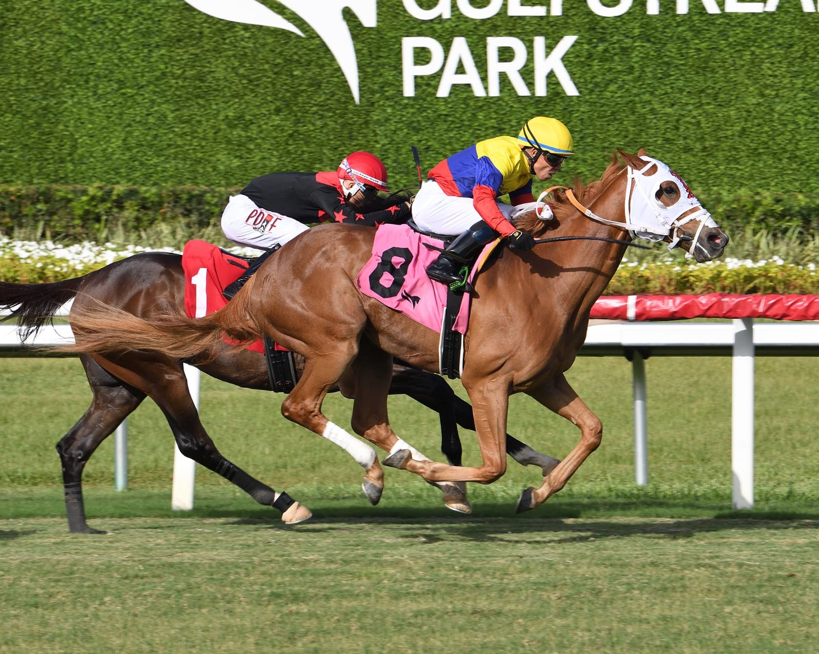 Horses racing on the turf at Gulfstream Park under clear skies during the summer meet.