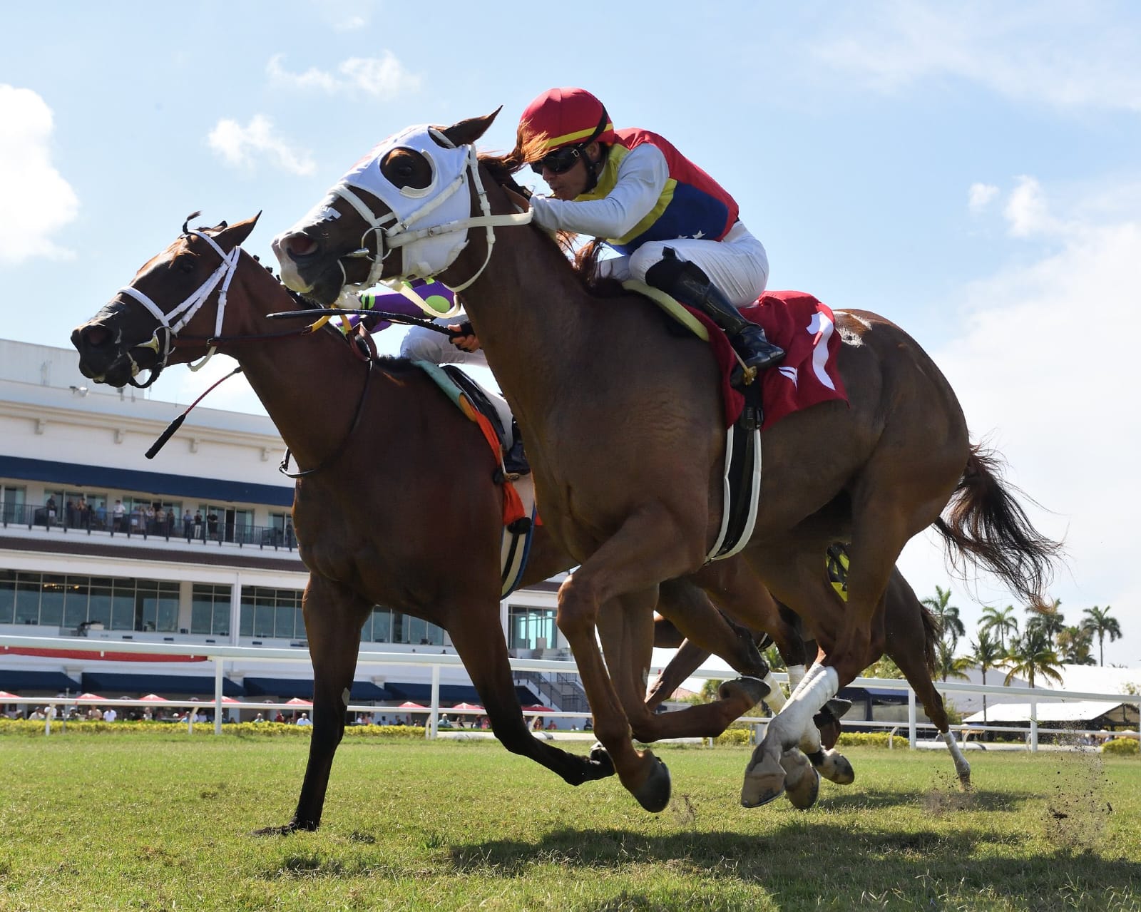 Horses racing at Gulfstream Park on a sunny day with jockeys in colorful silks during a summer meet.