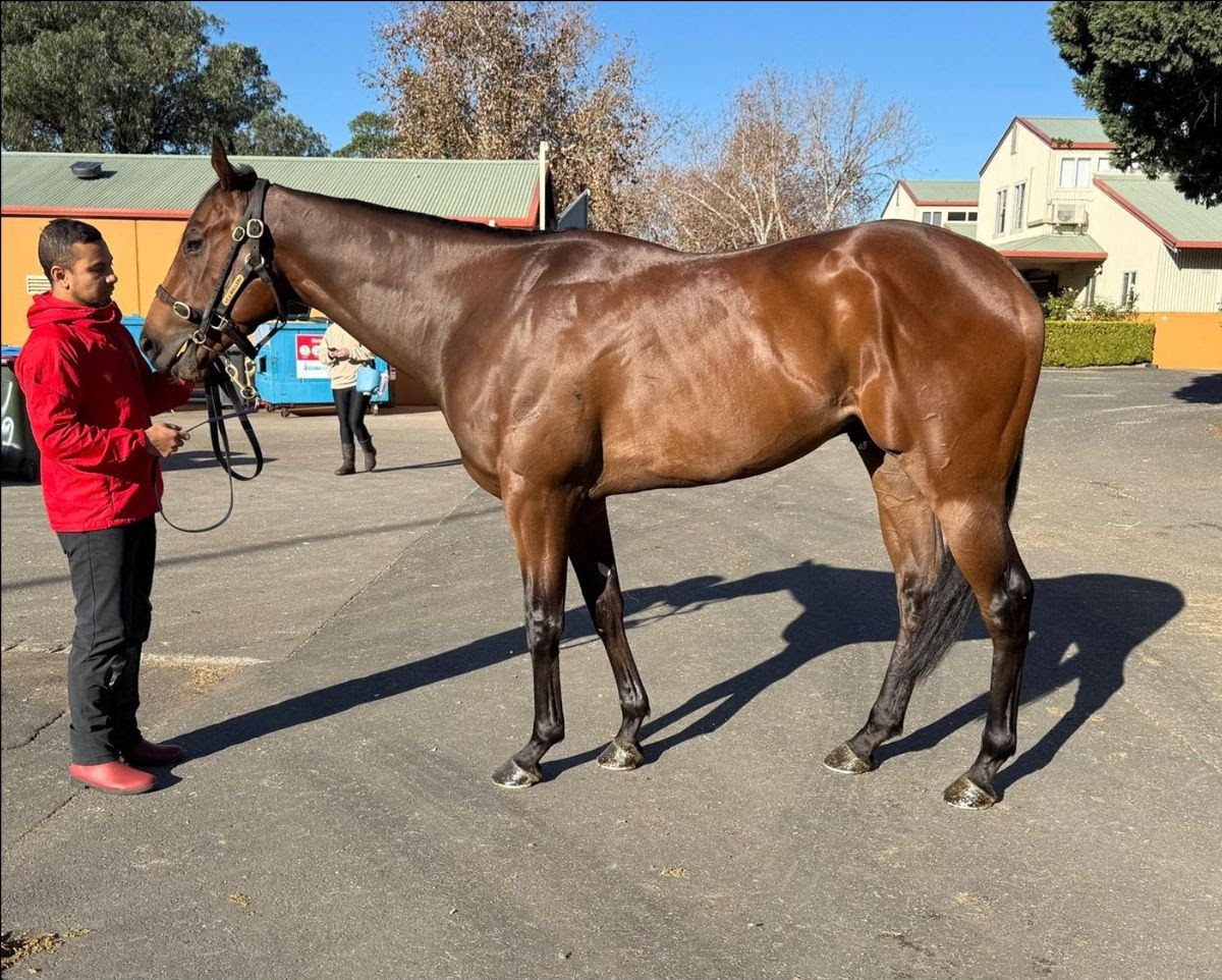 Catalogue highlights from Inglis Digital June Late Sale featuring elite broodmares and young racing prospects
