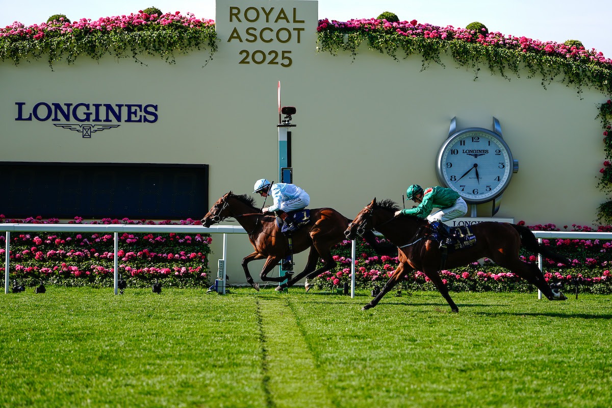 Amiloc storms to victory in the King Edward VII Stakes at Royal Ascot under jockey Rossa Ryan, maintaining his unbeaten record.
