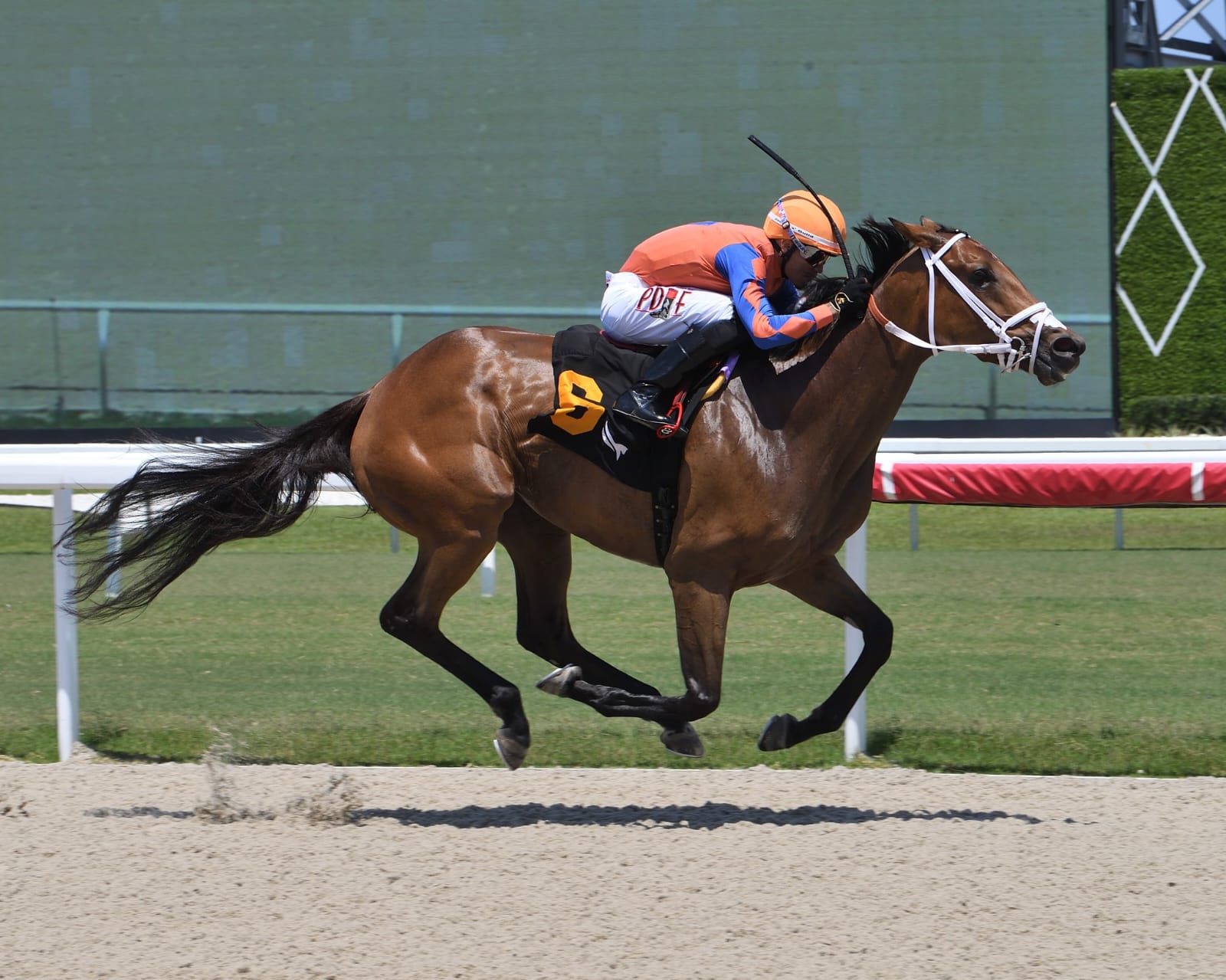 Racehorses in action on the turf at Gulfstream Park during a summer race day