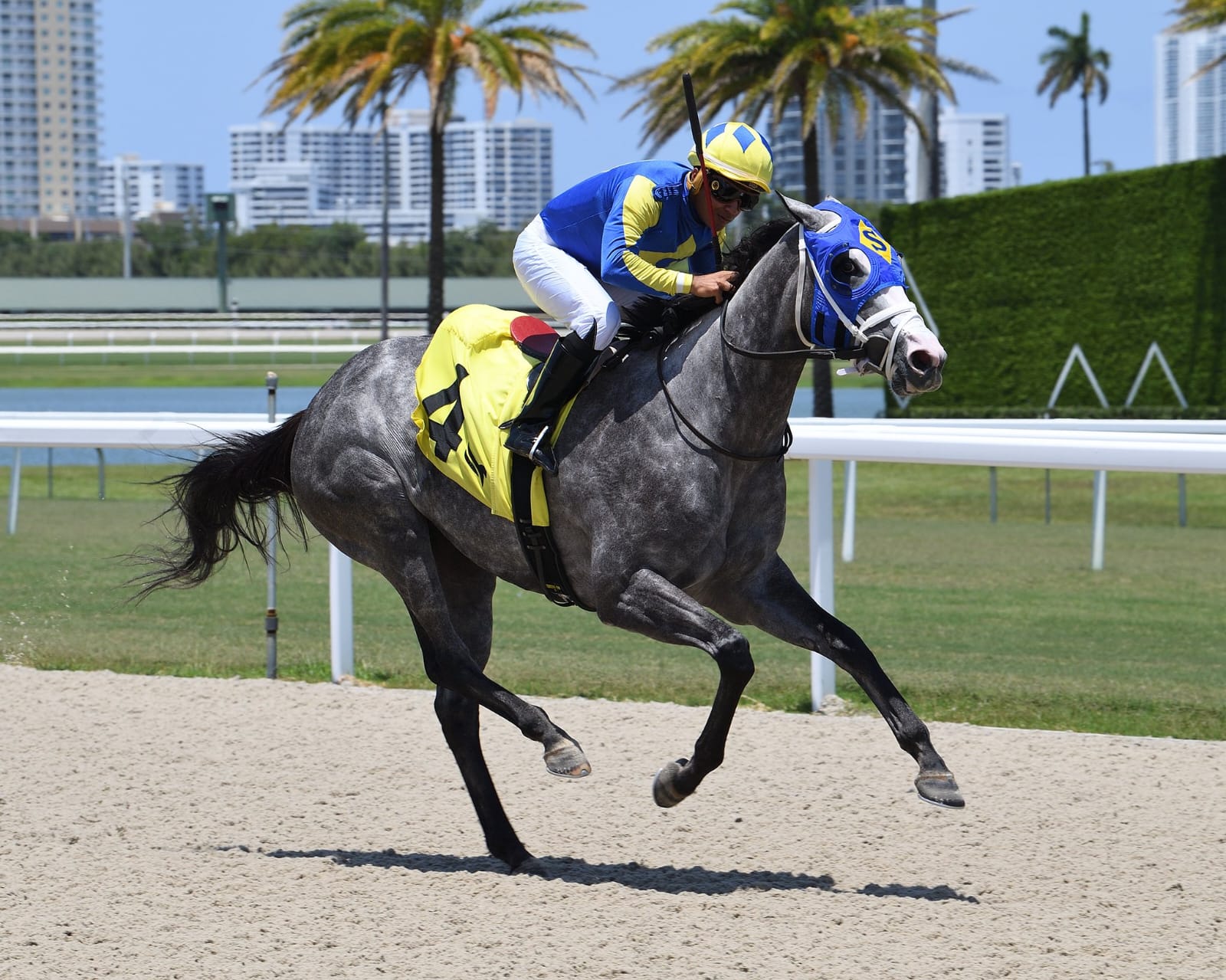 Thoroughbreds break from the starting gate on the turf course at Gulfstream Park on race day