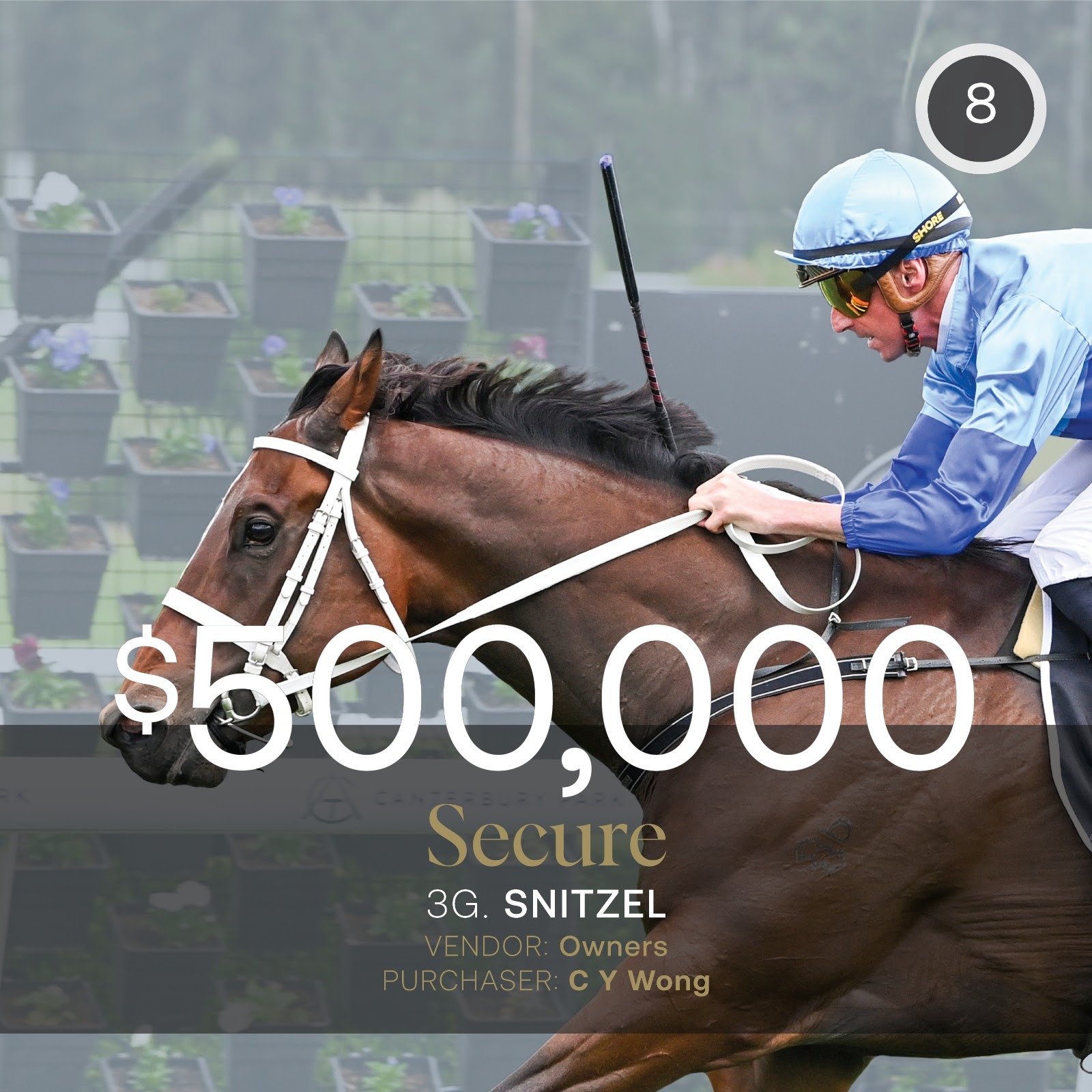 Hong Kong buyer C.Y. Wong’s new colt Secure tops the Inglis Digital June Sale at $500,000