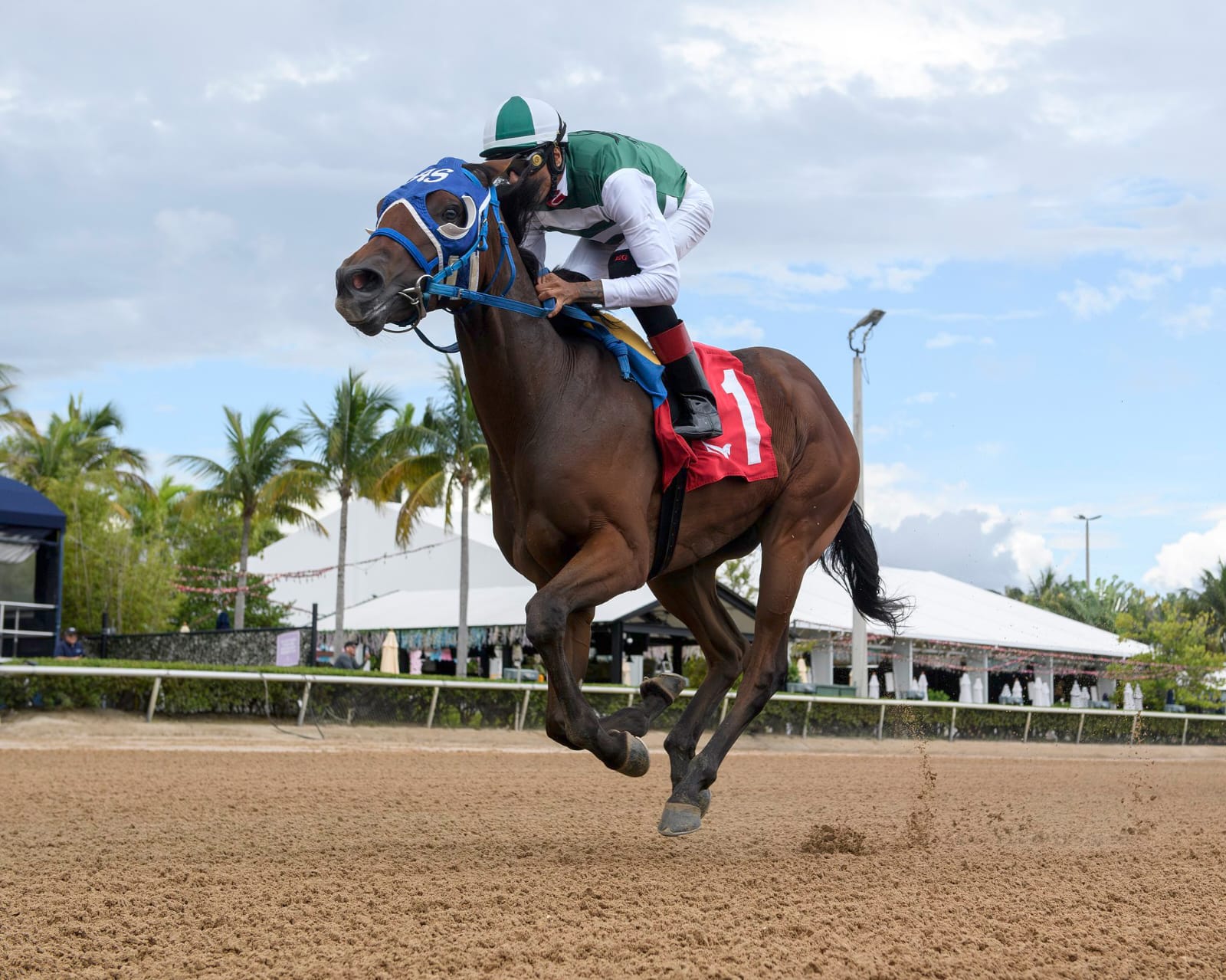 Great Venezuela galloping on Gulfstream Park’s Tapeta surface during a morning workout ahead of the Portofino Bay Handicap