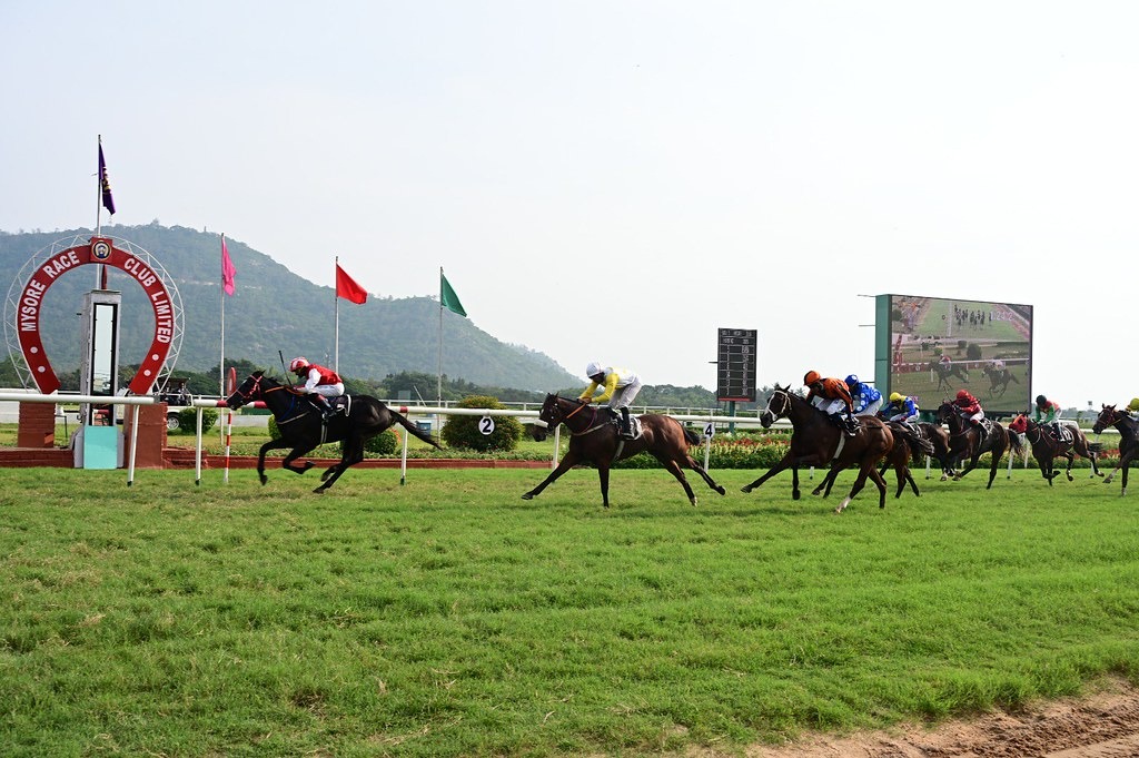 Racehorses thundering down the Mysore Race Club track during the 2025 Summer Meeting with jockeys in vibrant silks under clear skies