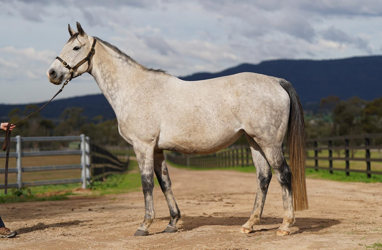 Wind Chimes, Group-winning mare and dam of a winner, offered in foal to leading sire Wootton Bassett