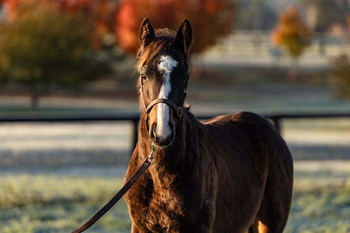 Snitzel colt, first male offspring of Winx, at Coolmore Stud ahead of the 2026 Inglis Easter Yearling Sale