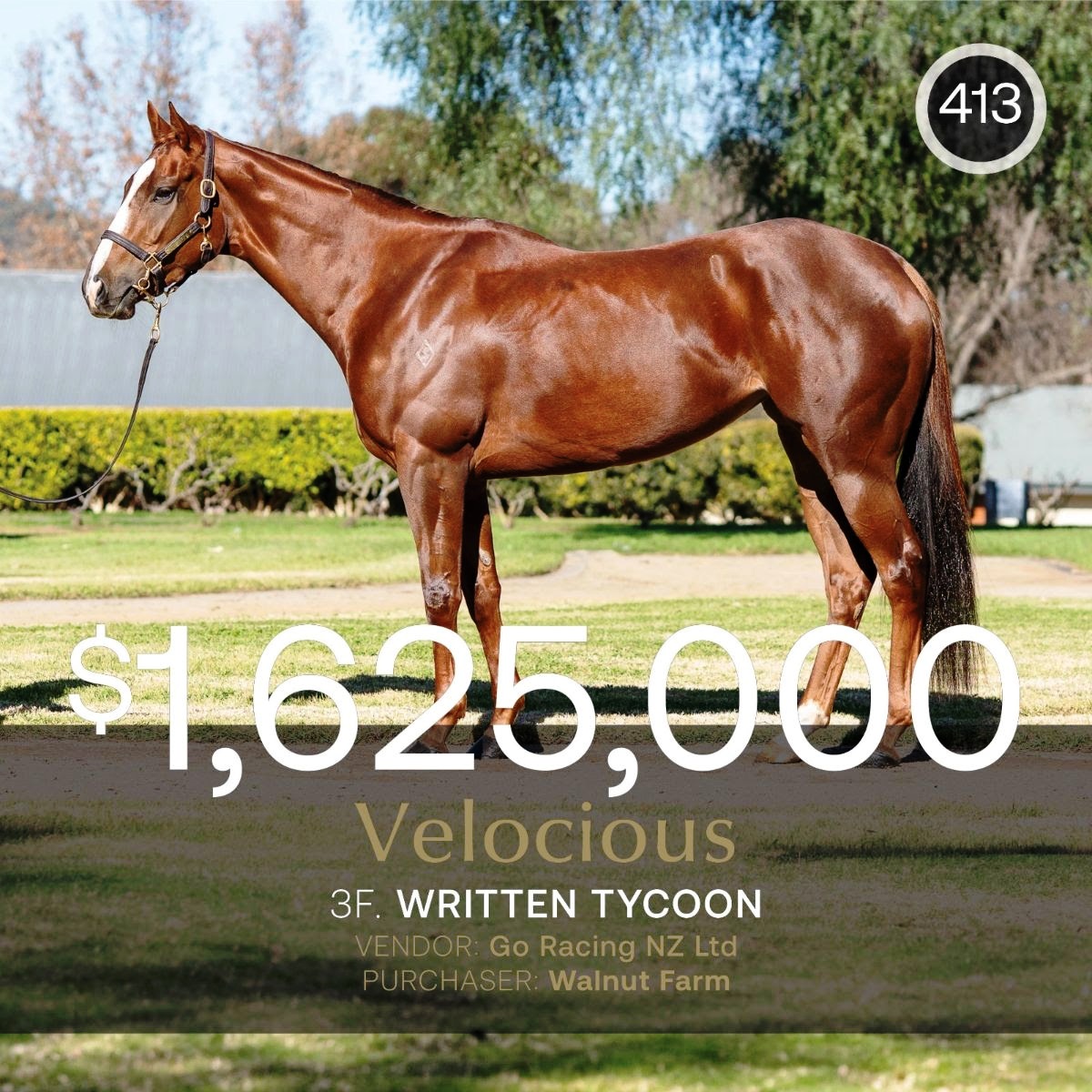 Velocious sells for $1.625 million in Inglis Digital July 2025 Sale