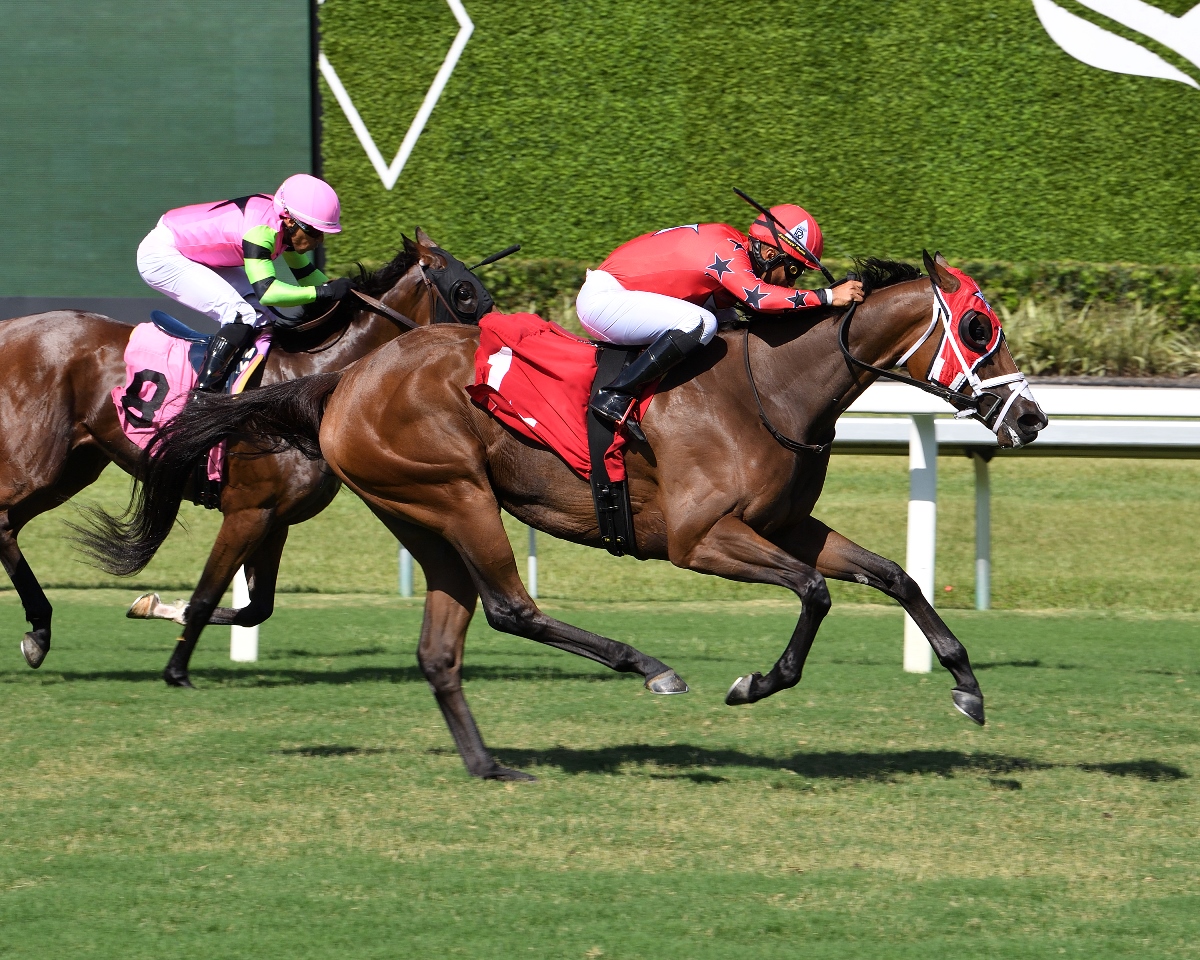 Scarlet Sands enters Miss Gracie Stakes 2025 at Gulfstream Park aiming for third straight win
