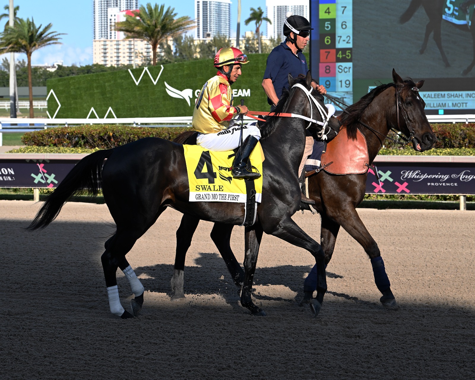 Grand Mo the First preparing for the Soldier's Dancer Stakes 2025 at Gulfstream Park