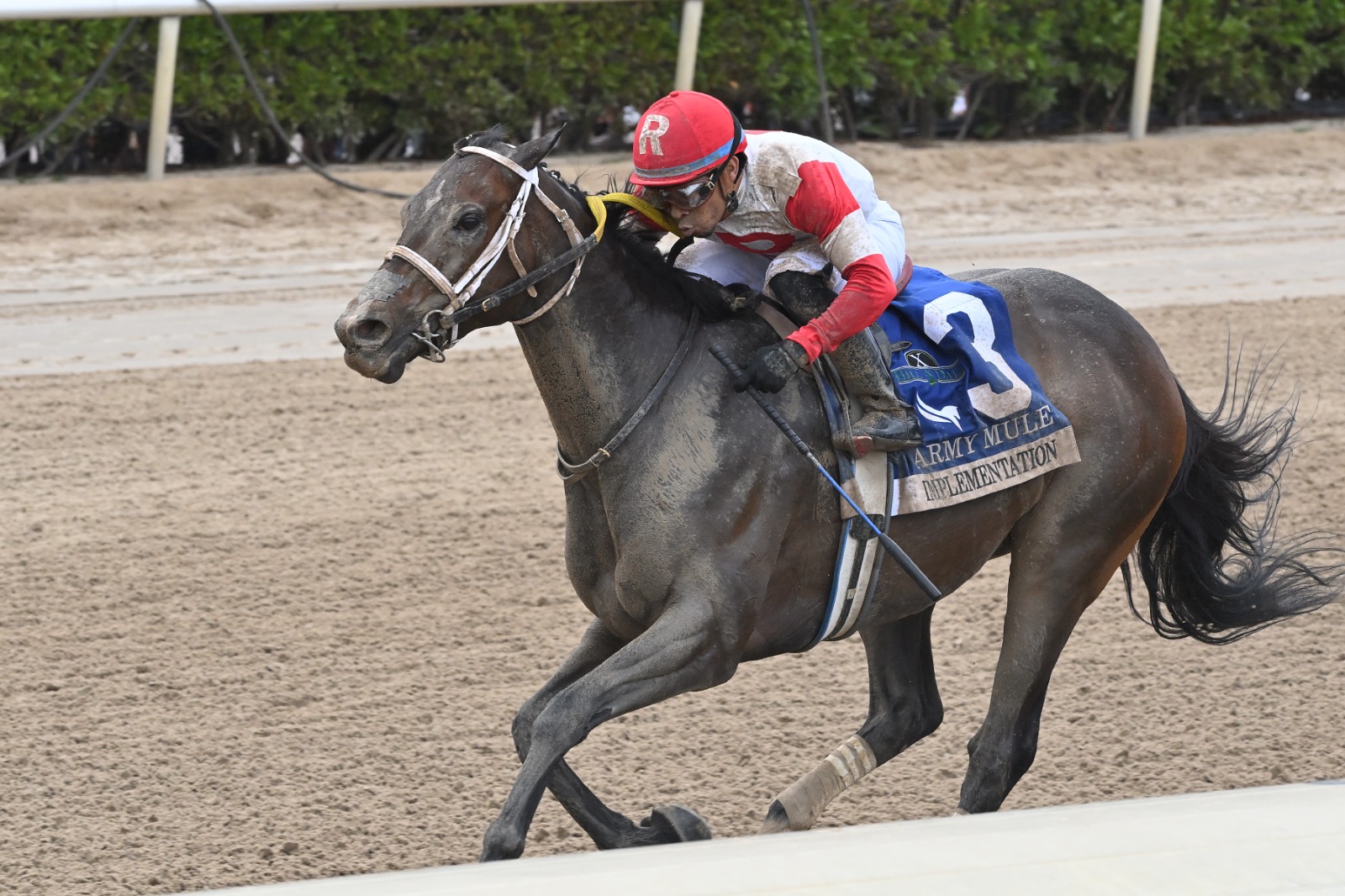 Implementation heads the field for the 2025 Smile Sprint at Gulfstream Park