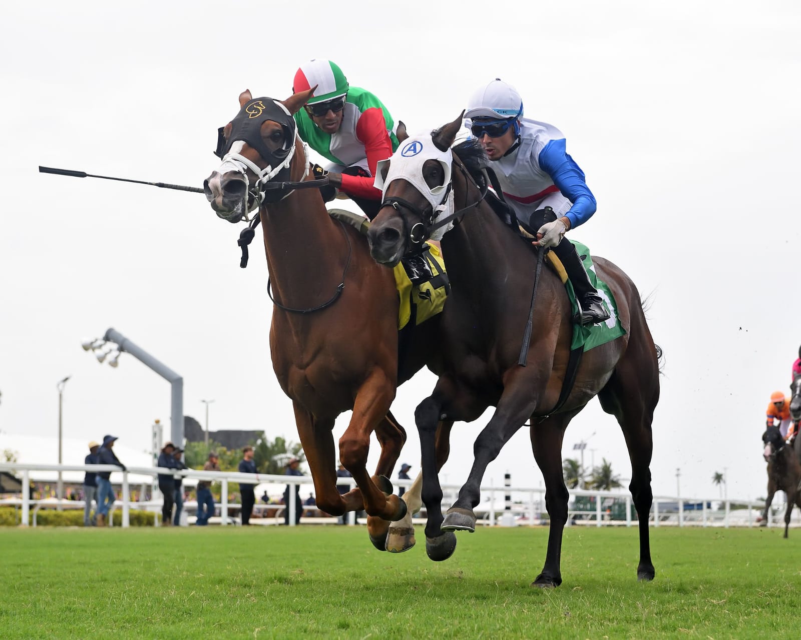 Here Comes Francis breezing at Gulfstream Park ahead of the Carry Back Stakes, July 2025