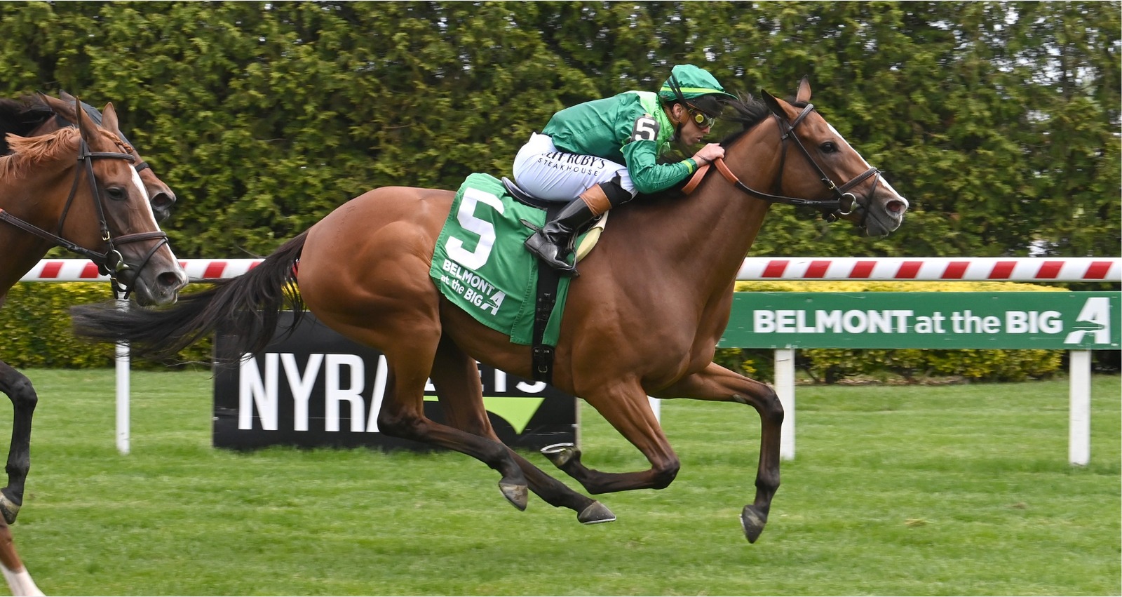 Thoroughbreds sprint from the starting gate at Saratoga Park during the July 4th race meeting.
