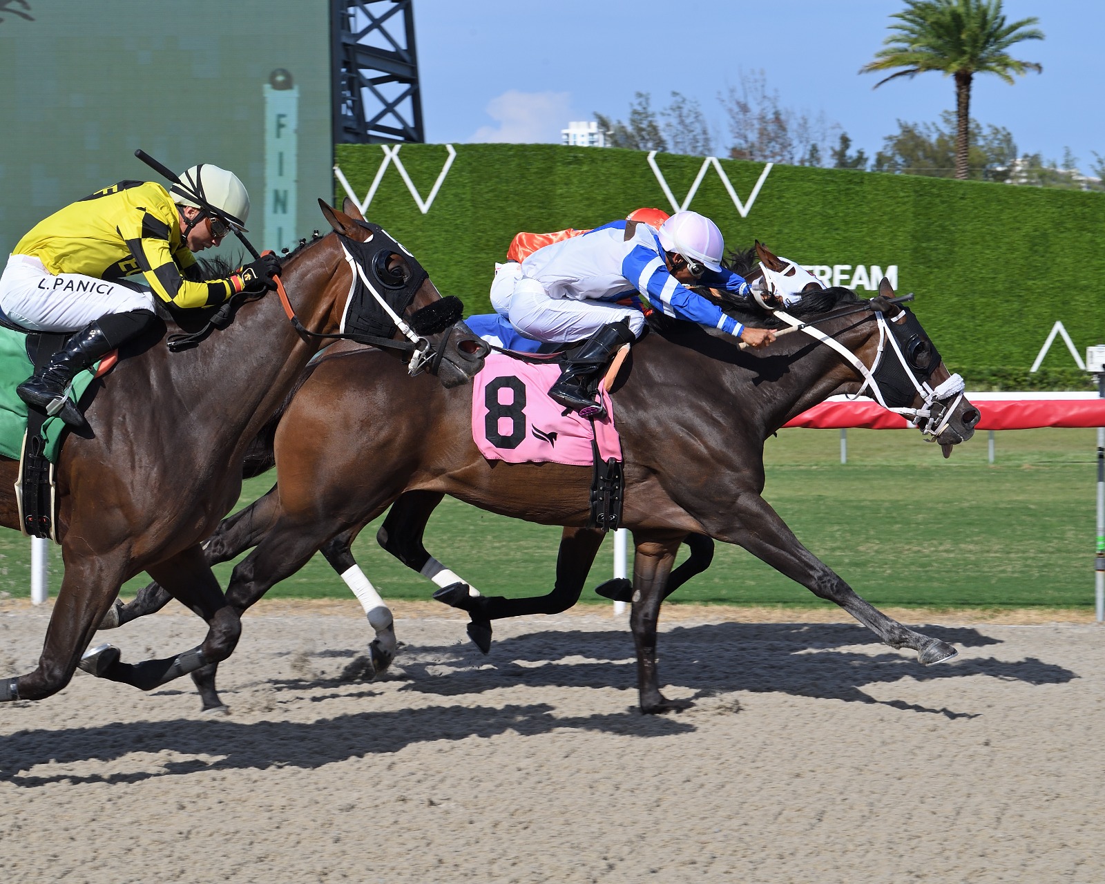 And Uwish crosses the finish line ahead of Sosua Summer at Gulfstream Park in the Successful Native Handicap 2025