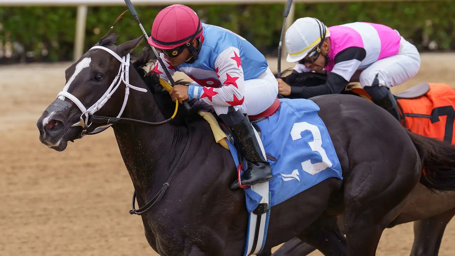 Grade 2 winner Steal Sunshine training at Gulfstream Park ahead of his turf comeback.