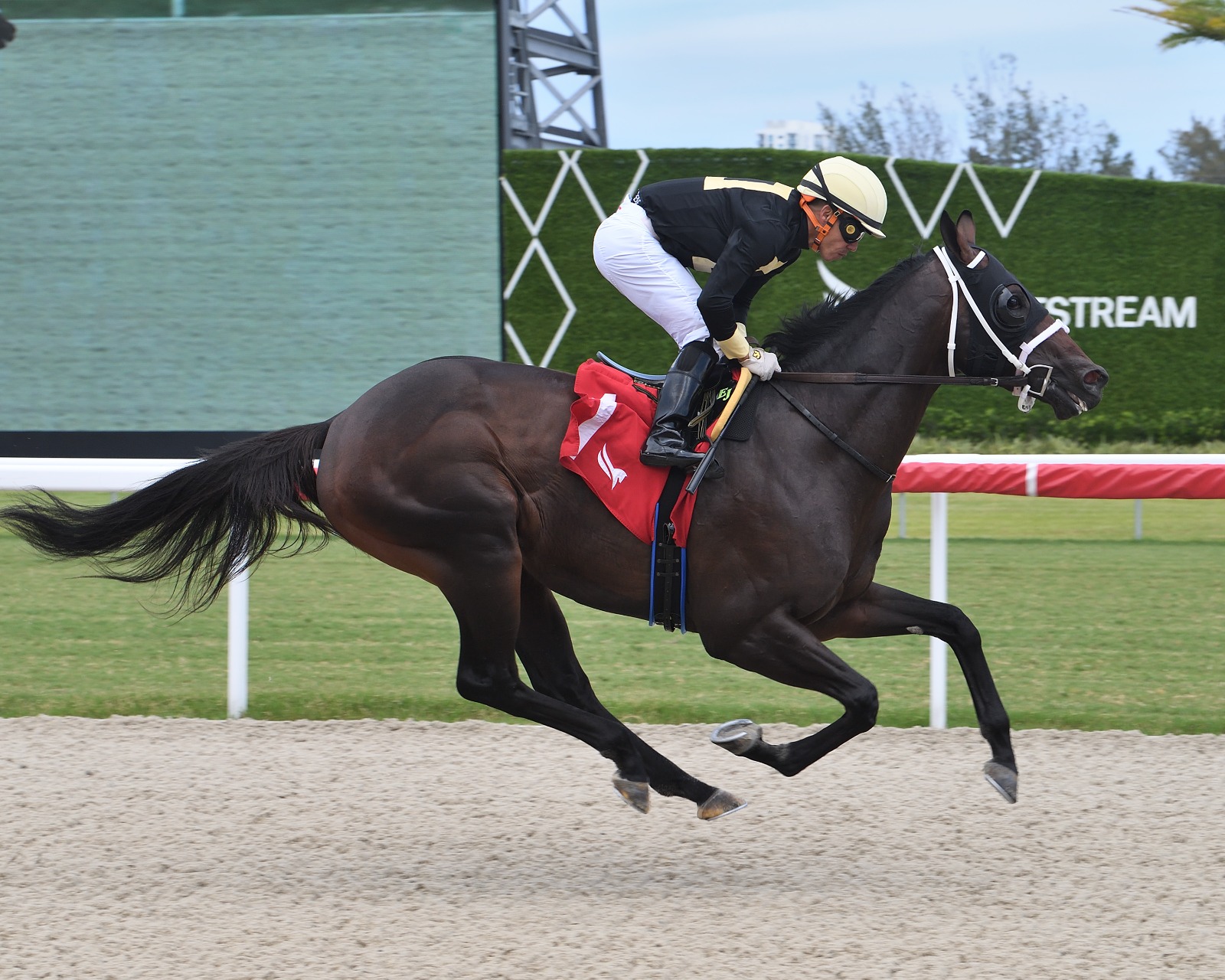 Jose D'Angelo Saratoga 2025 horses at Gulfstream Park