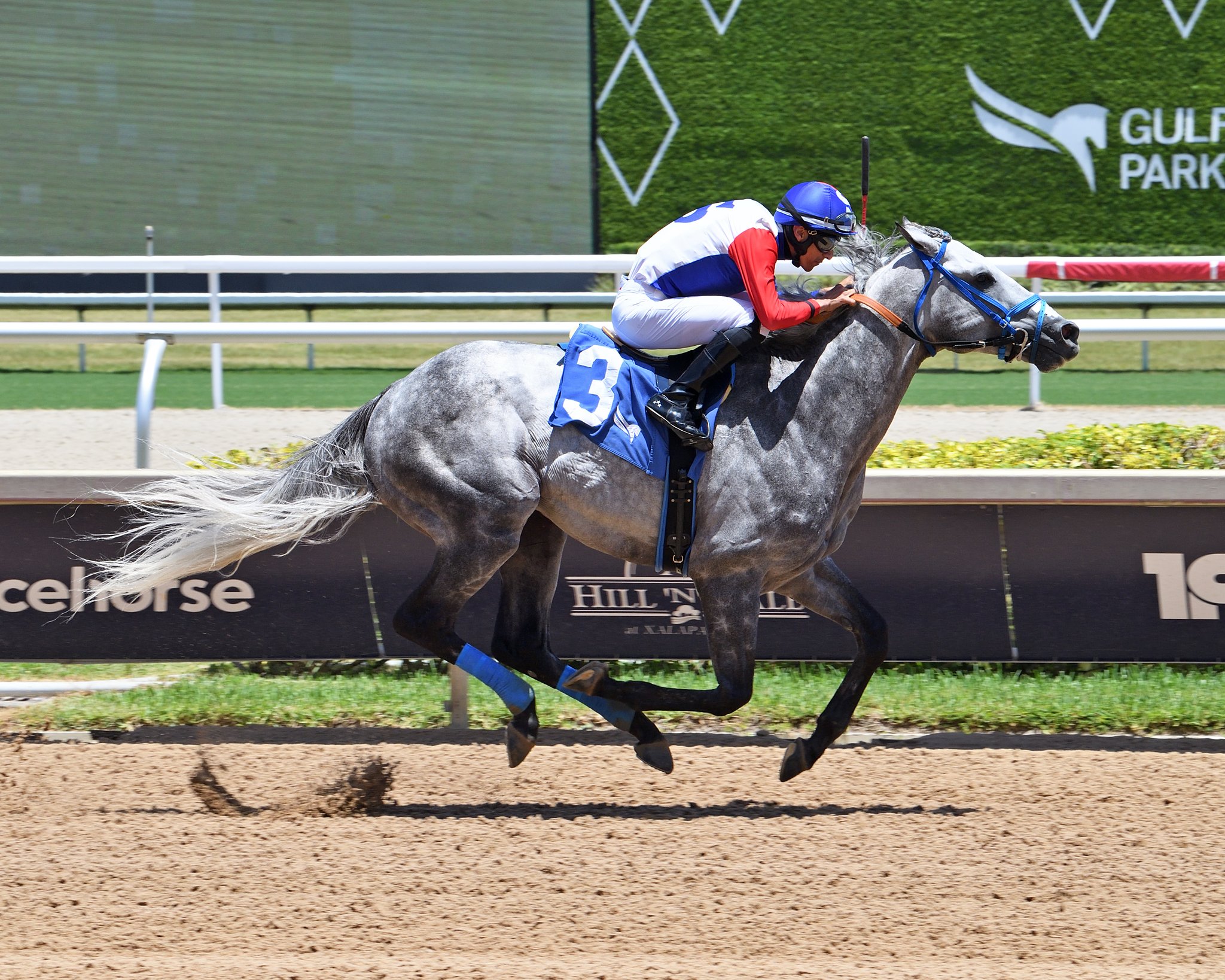 Gulfstream Park race day starting gates with horses breaking out during a live race on July 20, 2025