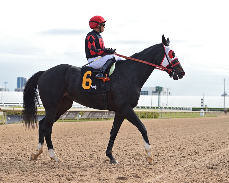 Ashima prepares for Frolic’s Revenge 2025 at Gulfstream Park