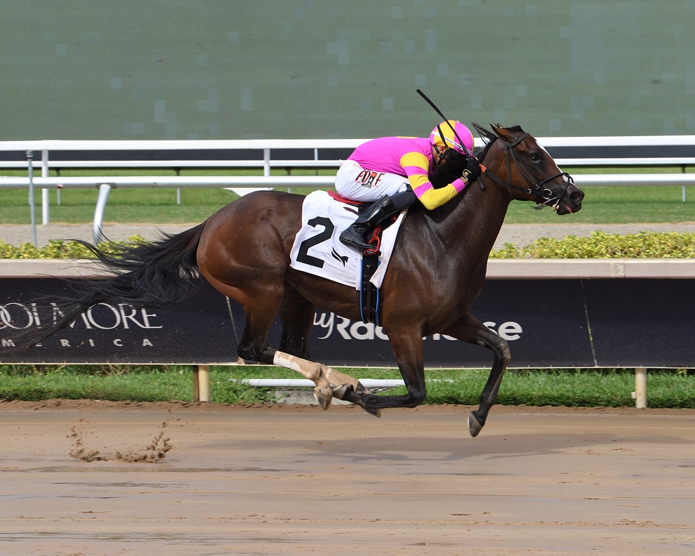 Rumours Have It Sheer Drama Handicap 2025