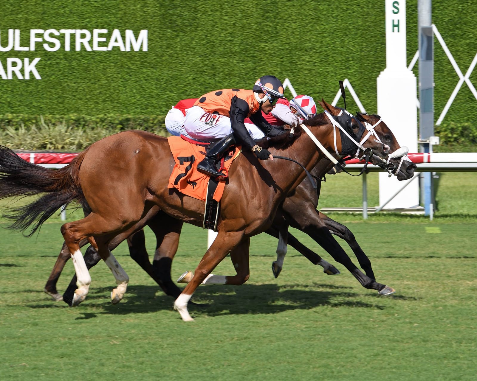 Horses breaking from the gate during Gulfstream Park August 8th races
