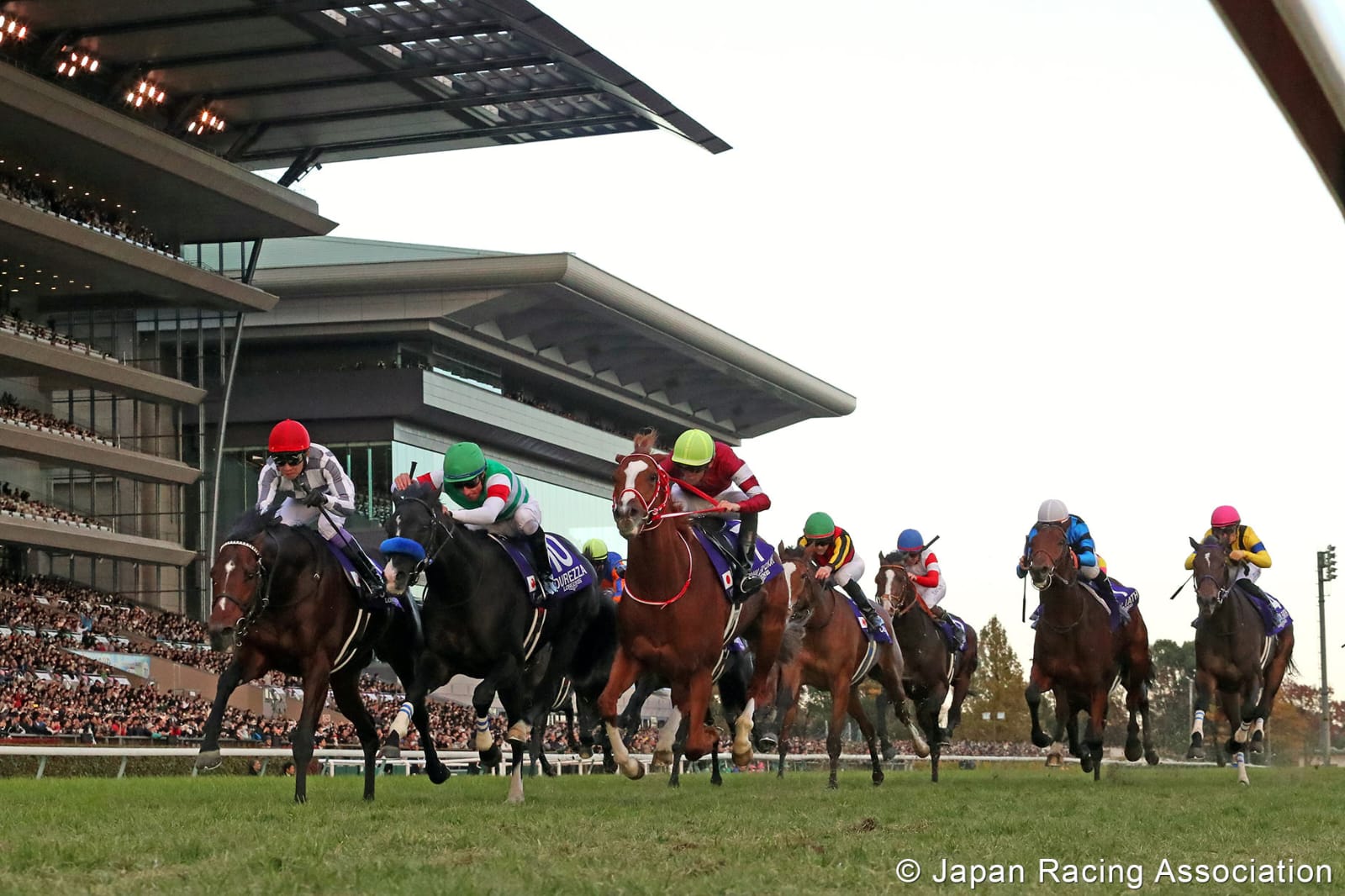 Niigata Races August 17 action on the turf with top sprinters and middle-distance runners in full stride