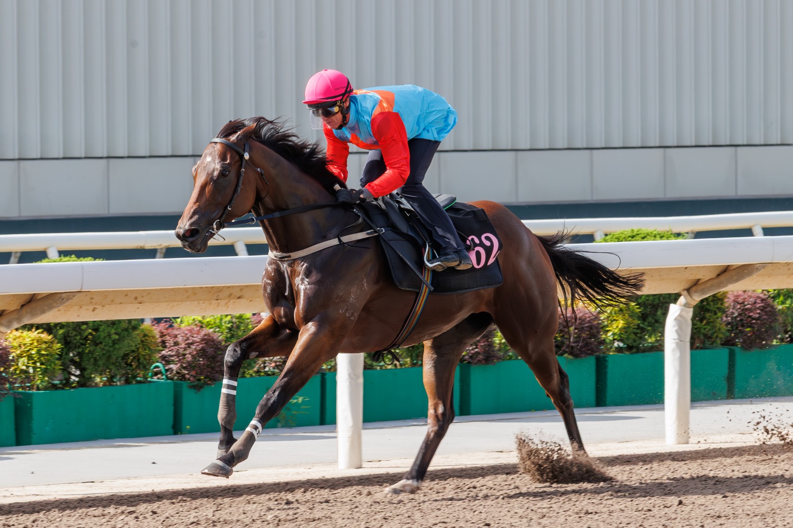 Ka Ying Rising cruises to an effortless win in his Sha Tin trial ahead of the Chief Executive’s Cup 2025